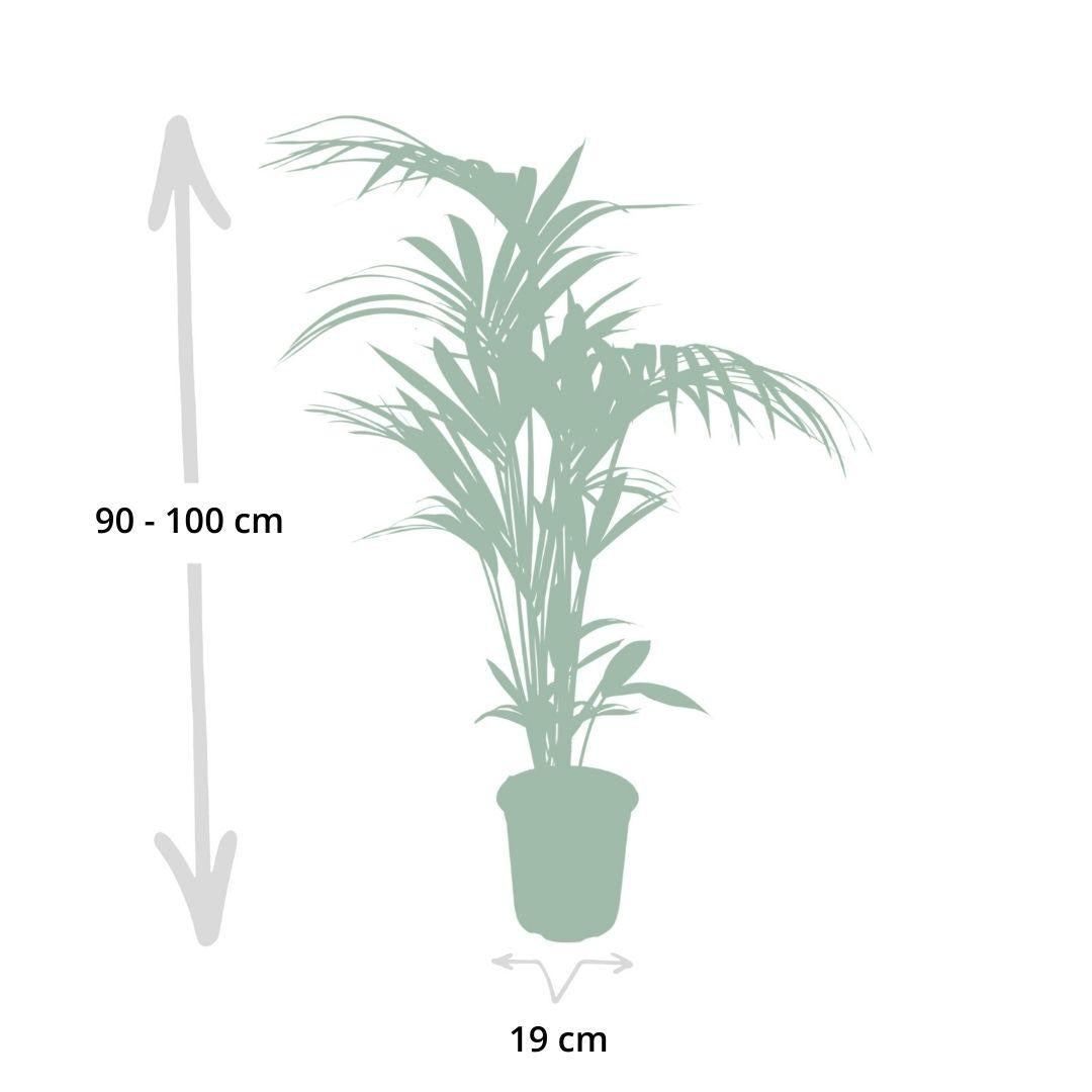 Howea forsteriana – Pflegeleichte Kentia-Palme Ø21cm