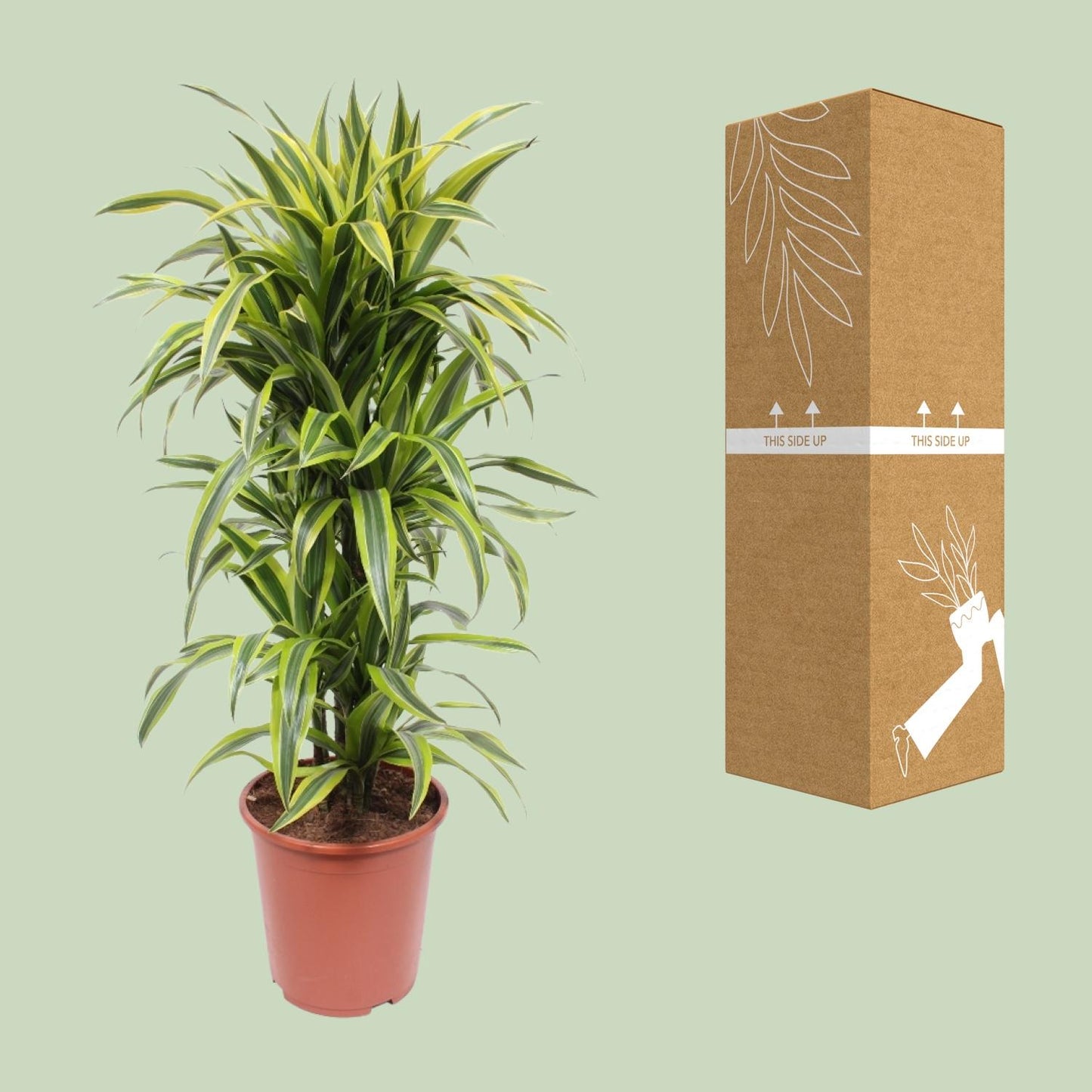 Dracaena Lemon Lime – Pflegenleichter Drachenbaum Ø27cm, 110cm hoch