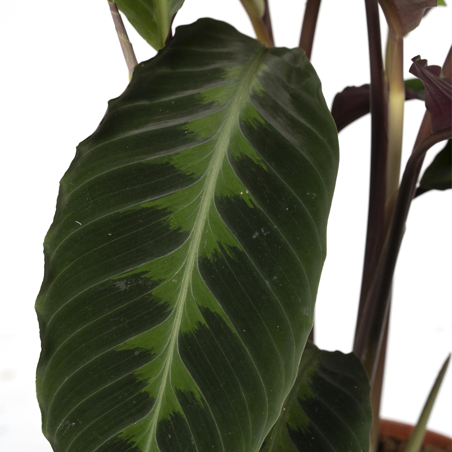 Calathea Warscewiczii – Pfauenpflanze Ø19cm, 70cm hoch