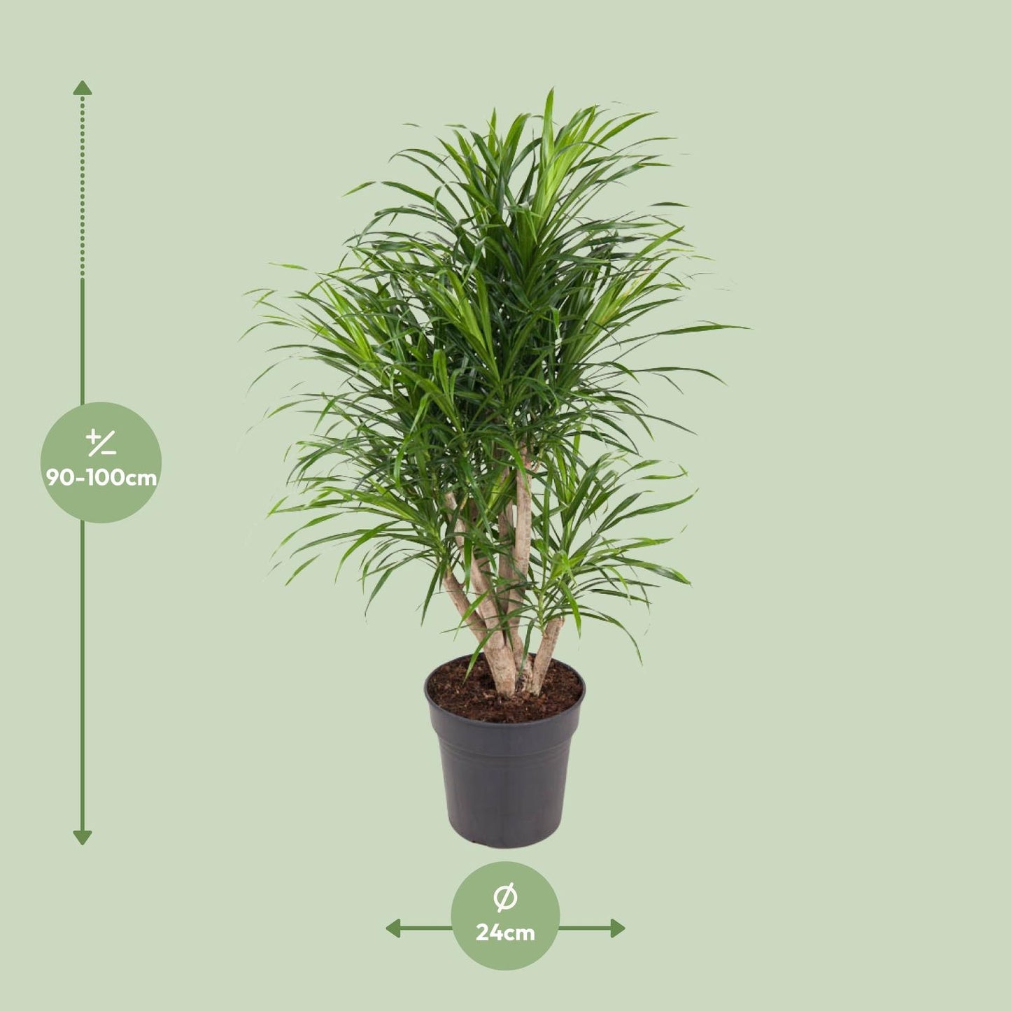 Dracaena Anita – Eleganter Drachenbaum Ø24cm, 100cm hoch