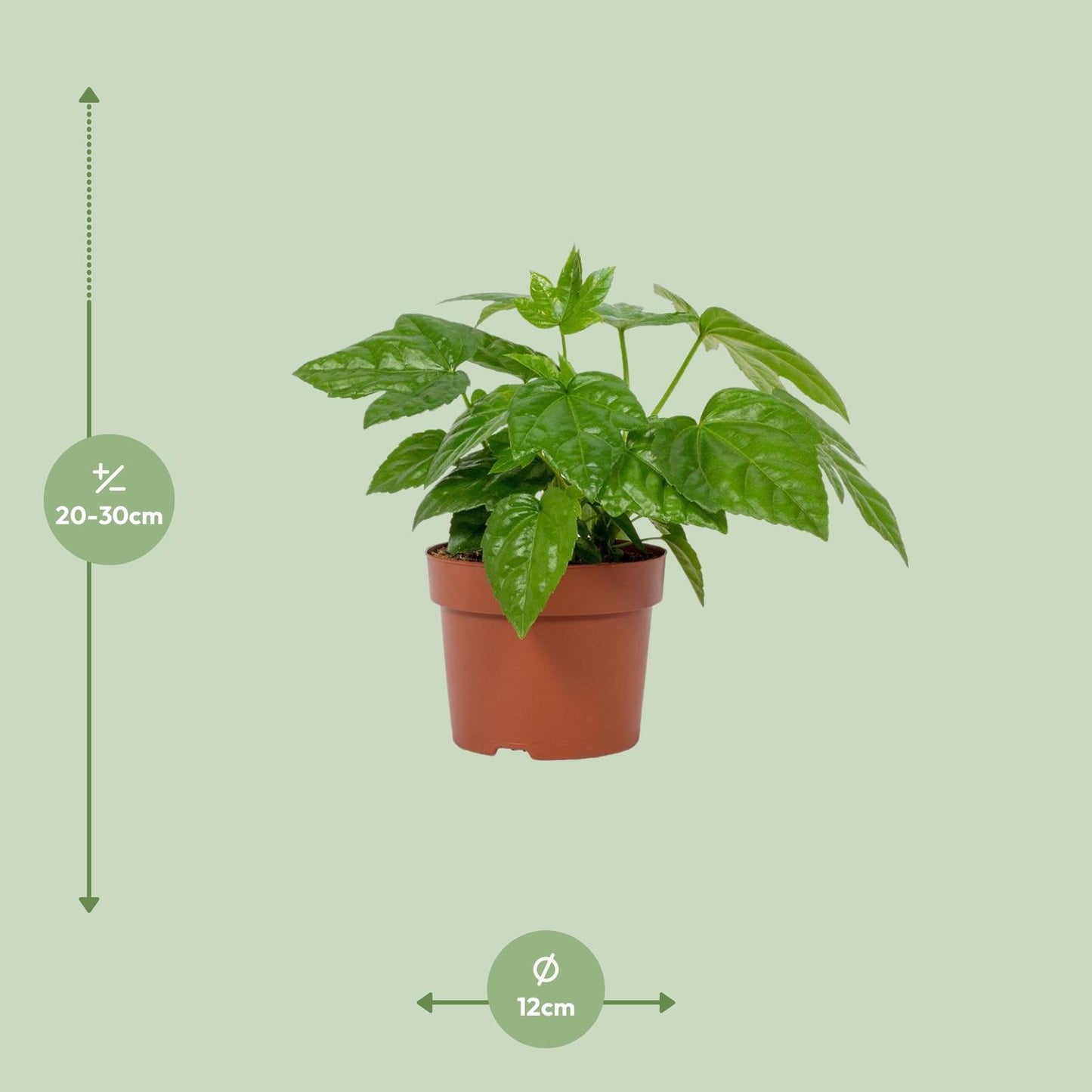 Fatsia Japonica 12cm - Ø12cm - ↕22cm