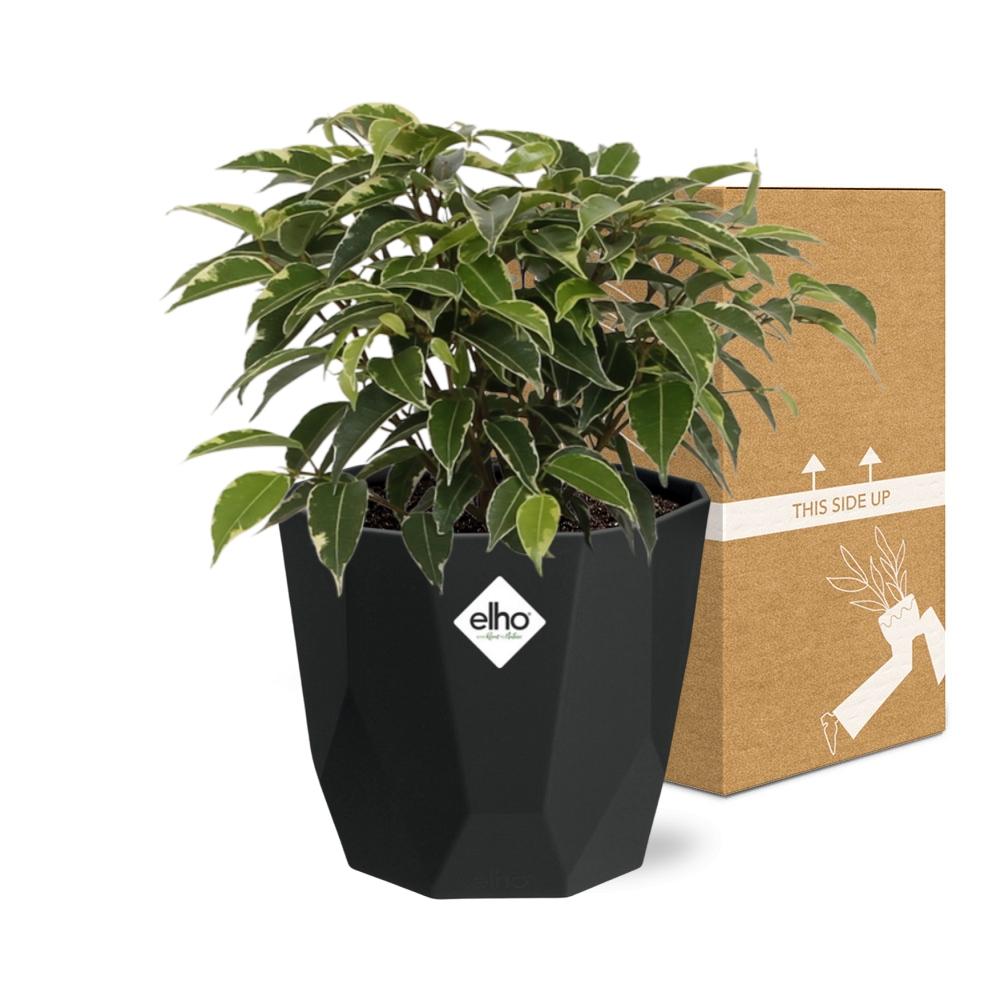 Ficus Benjamina Kinky – Stilvolle & Pflegeleichte Zimmerpflanze 14cm