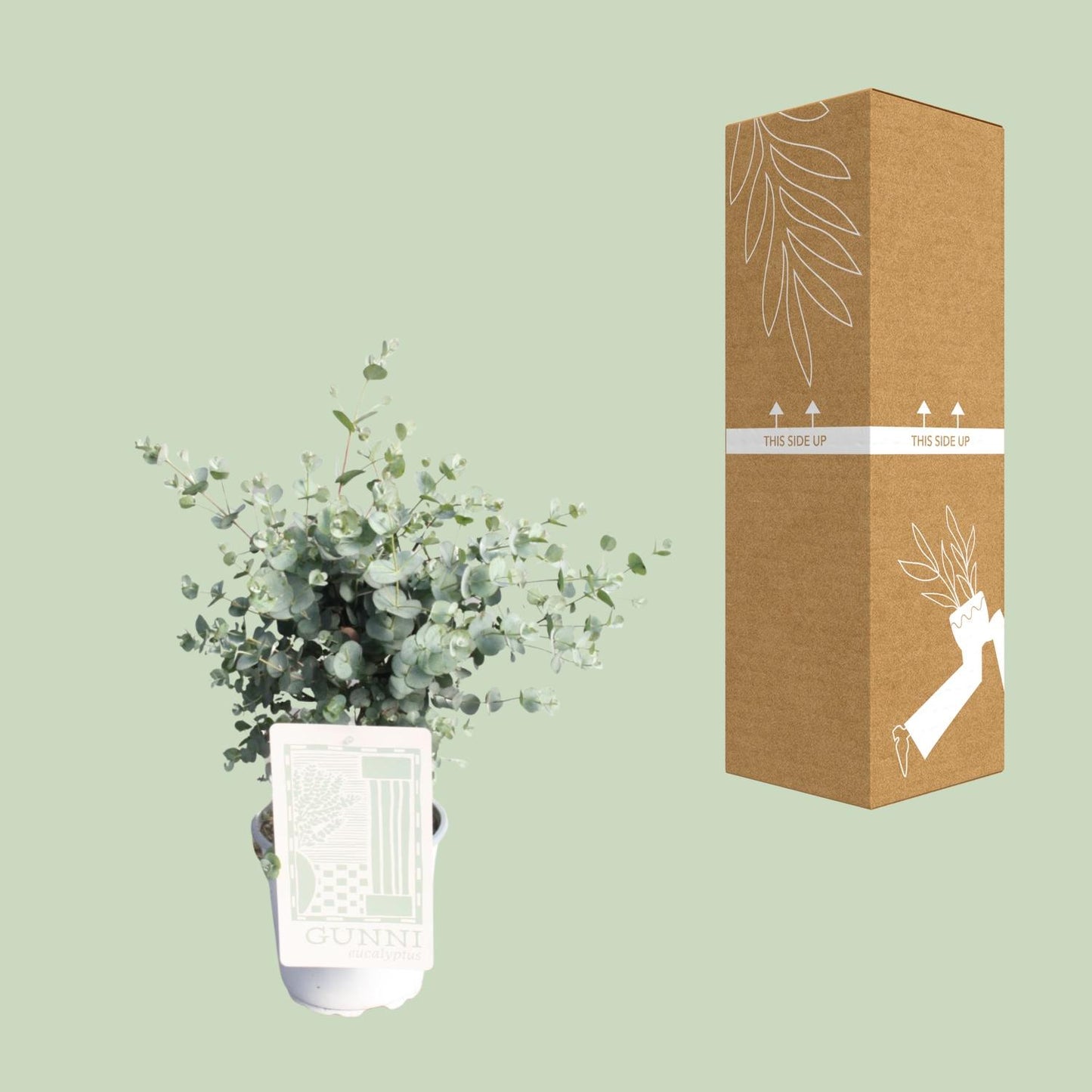 Eukalyptus - Pflegeleichte Zimmerpflanze Ø17cm