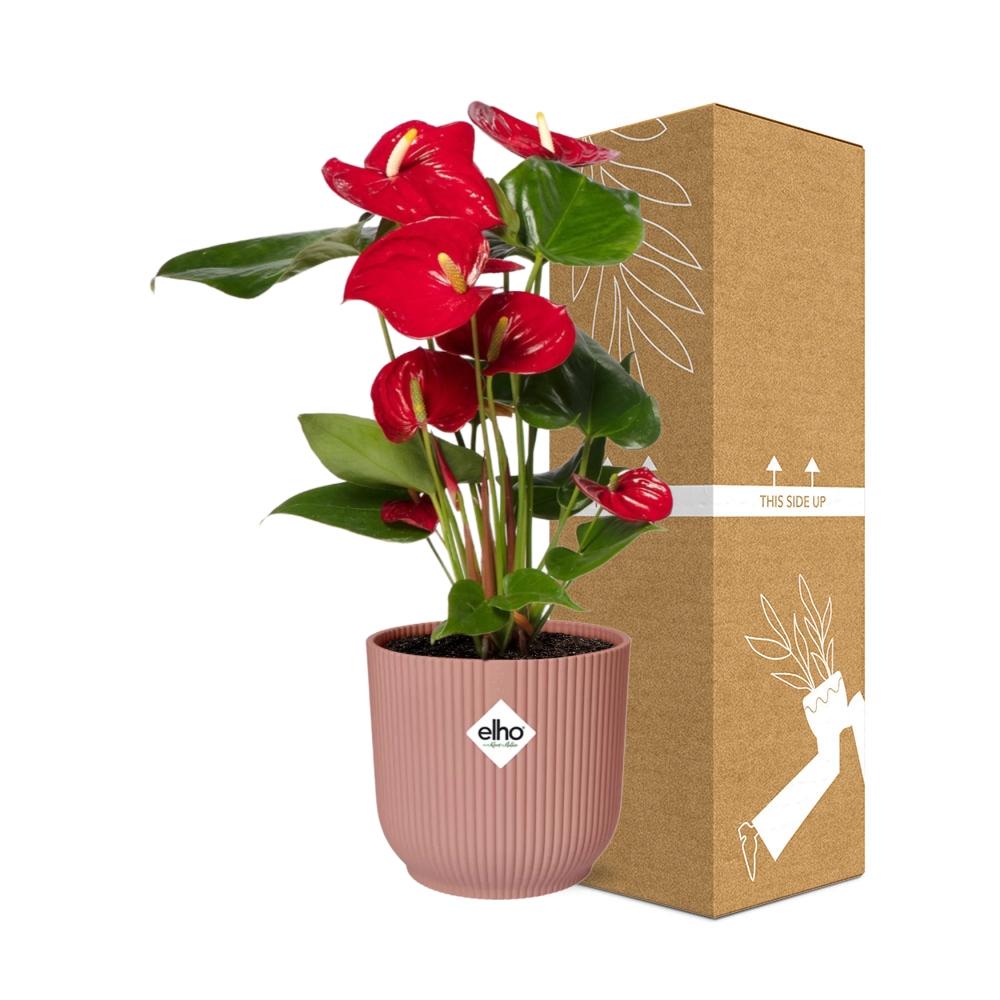 Anthurium Red 12cm im ELHO Vibes Fold 14cm Topf roze