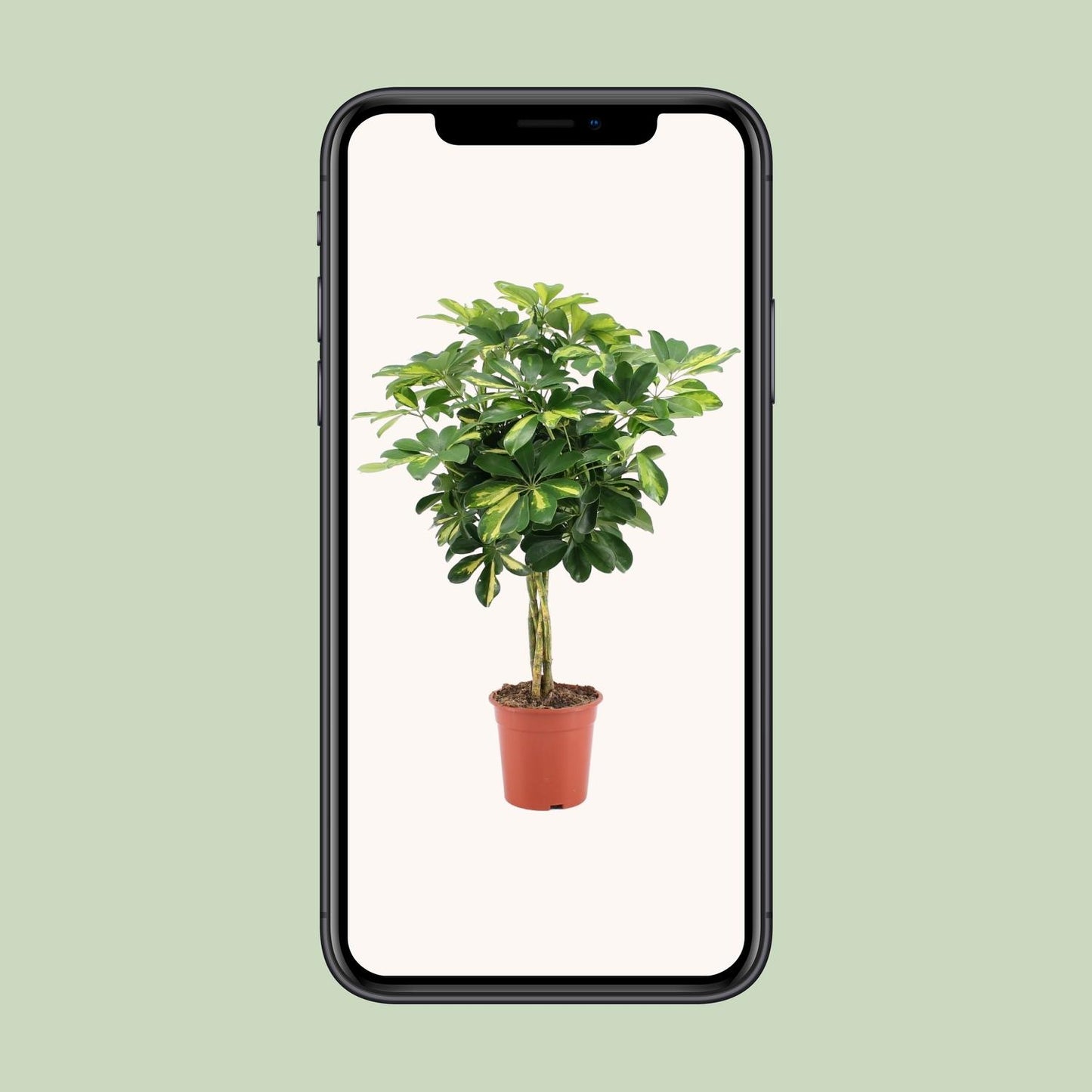 Schefflera Arboricola Gold Capella Ø19cm, 75cm hoch