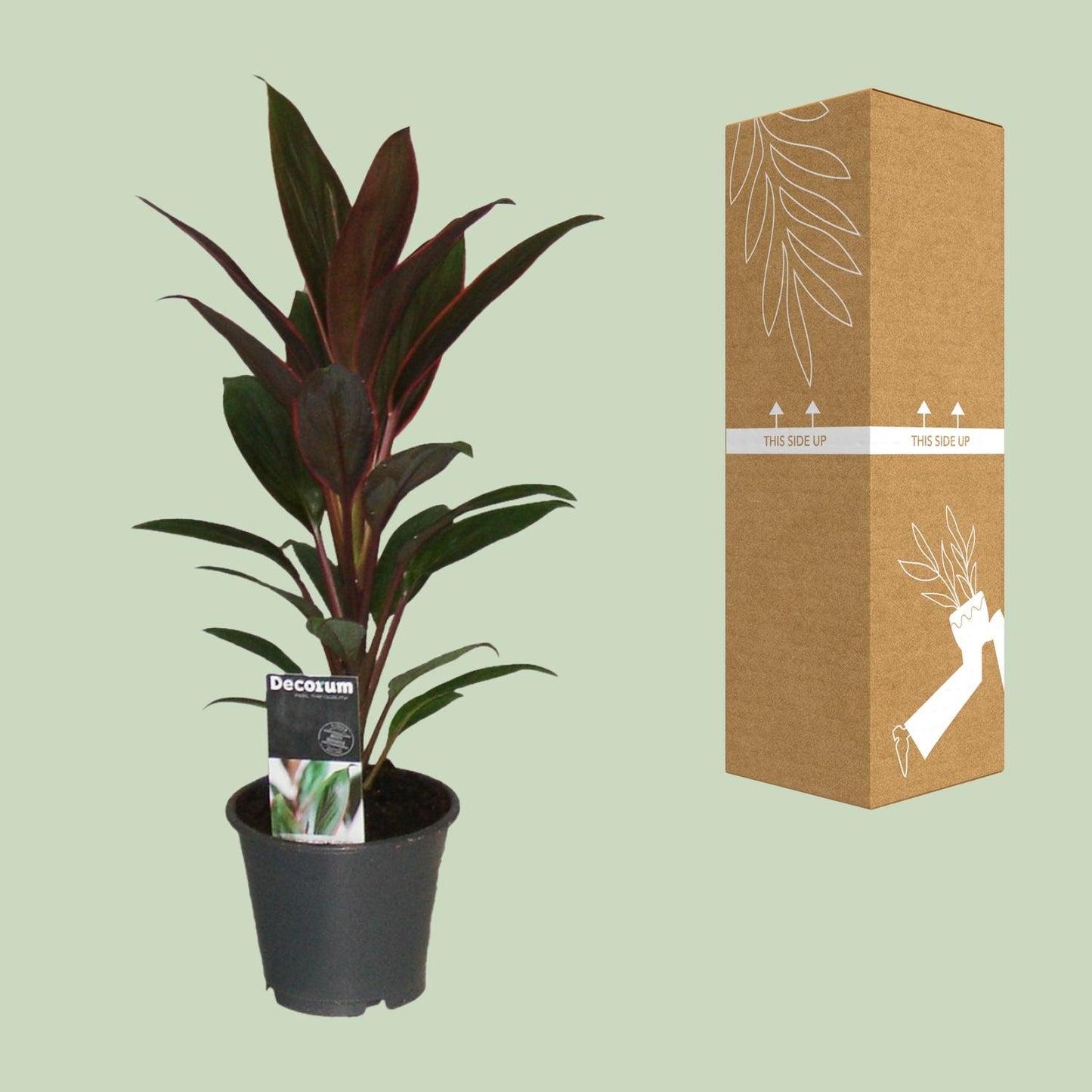 Cordyline Rumba – Tropische, pflegeleichte Zimmerpflanze Ø12cm