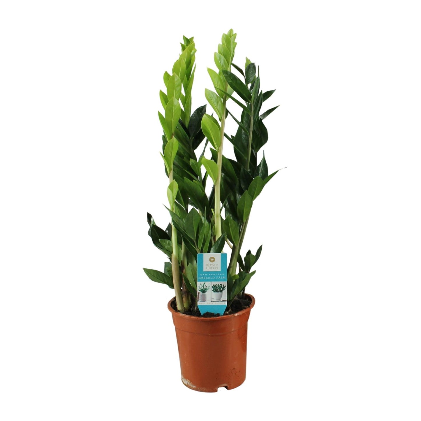 Zamioculcas Zamiifolia – Pflegeleichte ZZ-Pflanze Ø17cm, 65cm