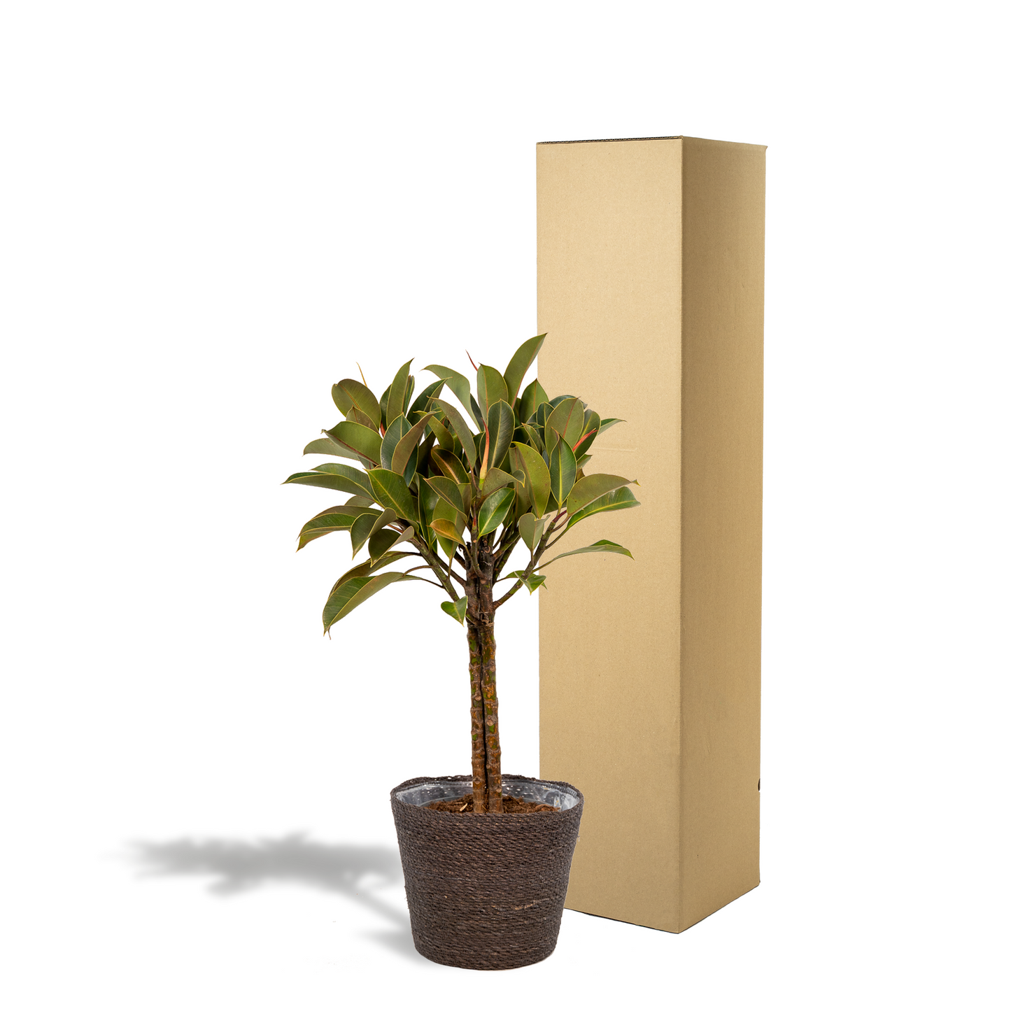 Ficus elastica Melany mit Korb – 90 cm, Ø 21 cm