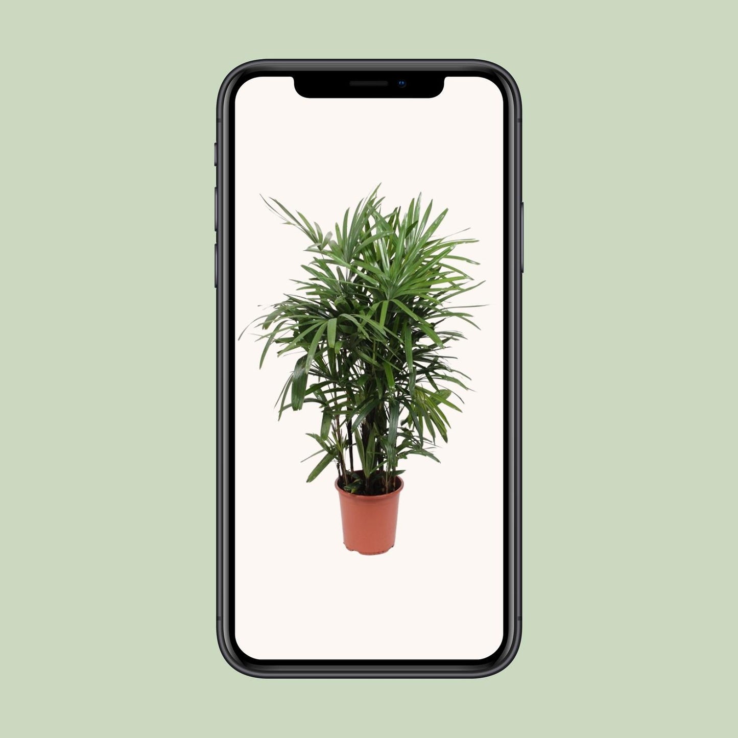 Rhapis Excelsa – Steckenpalme Ø27cm, 120cm hoch