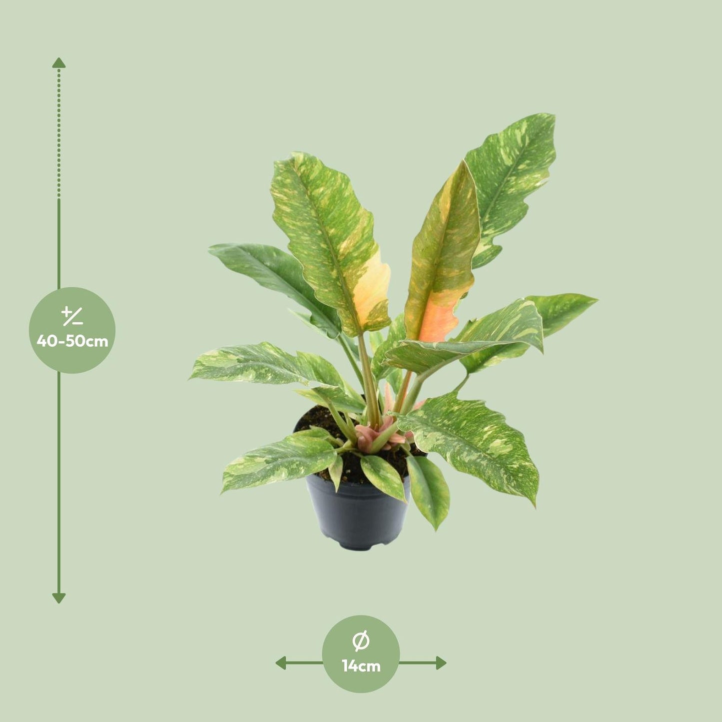 Philodendron Narrow 'Ring Of Fire' – Pflegeleichte Zimmerpflanze Ø14cm