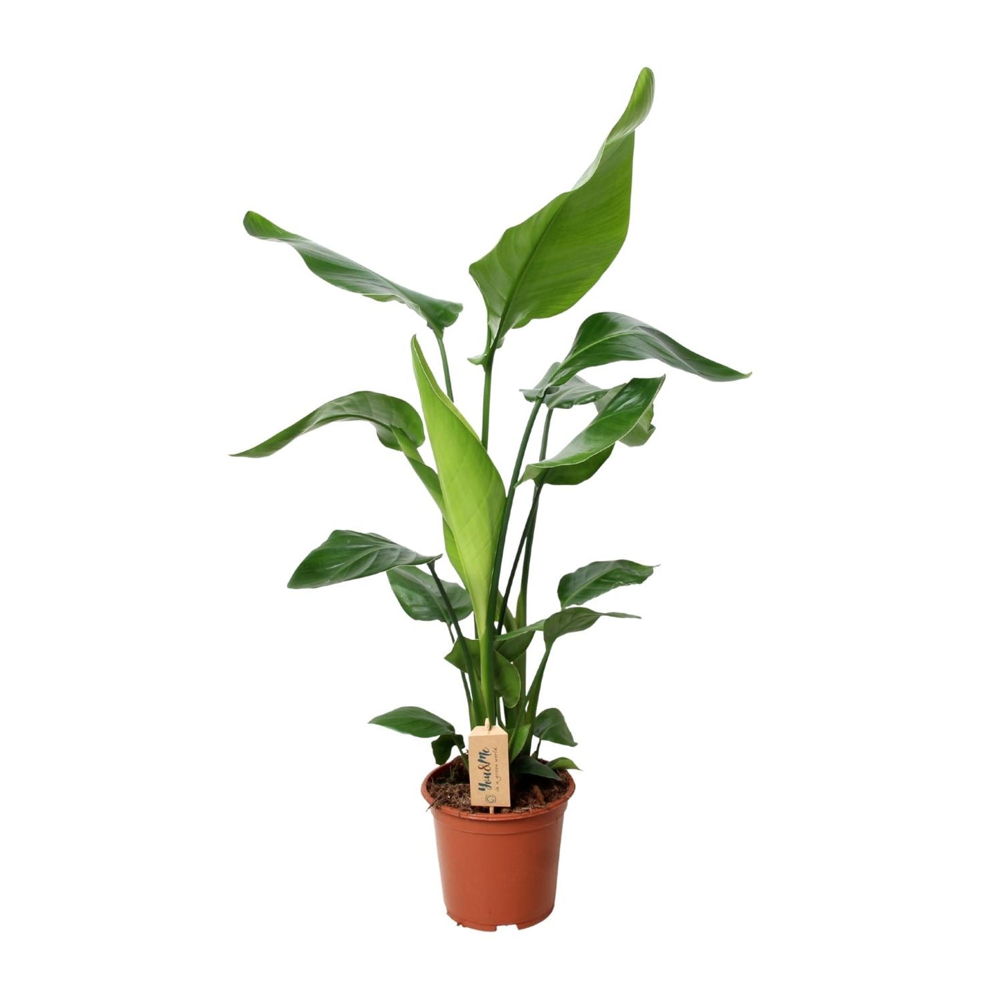 Strelitzia Nicolai – Exotische XXL-Pflanze Ø19cm, 90cm hoch