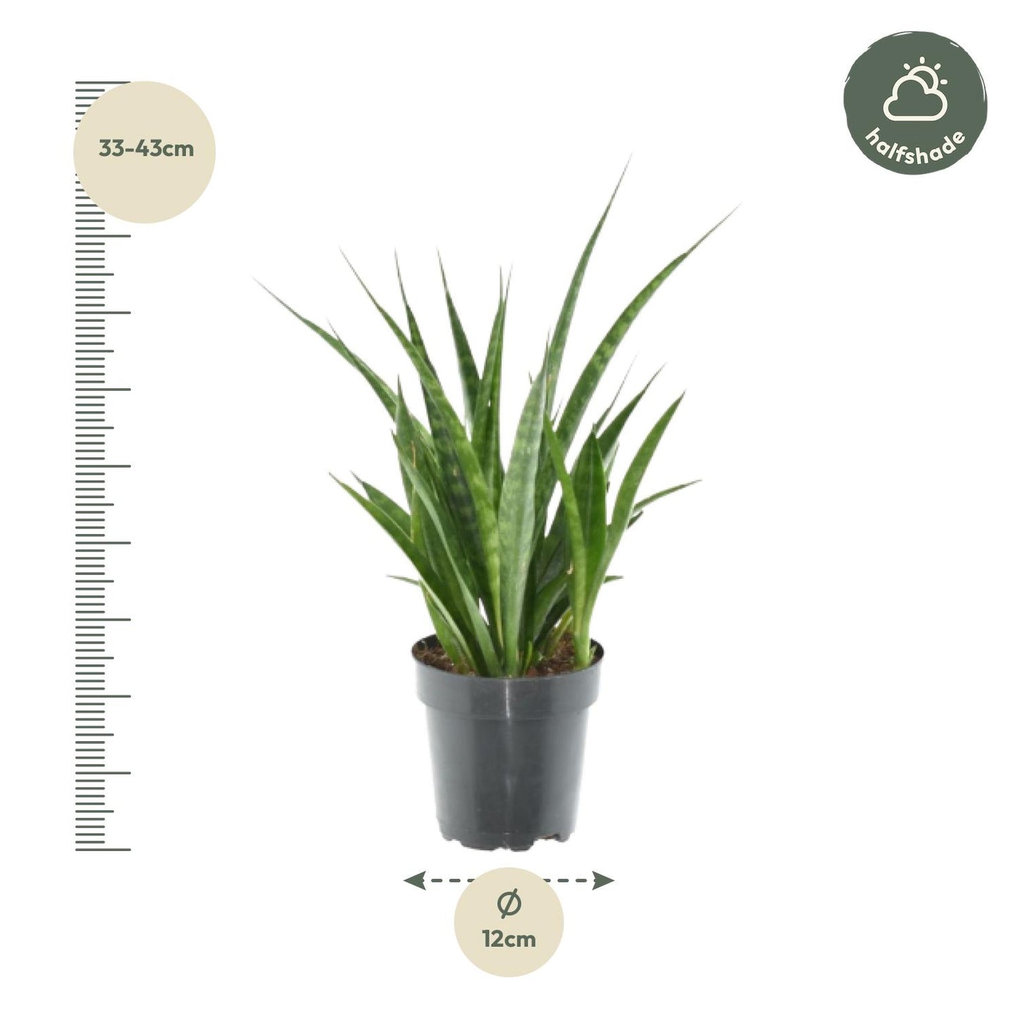 3x Sansevieria Kirkii – Pflegesicher & Modern (38 cm)