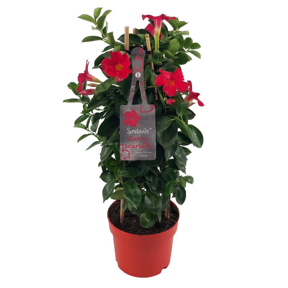 Mandevilla Sundaville Early Scarlet – Kletterpflanze Ø17cm, 55cm hoch