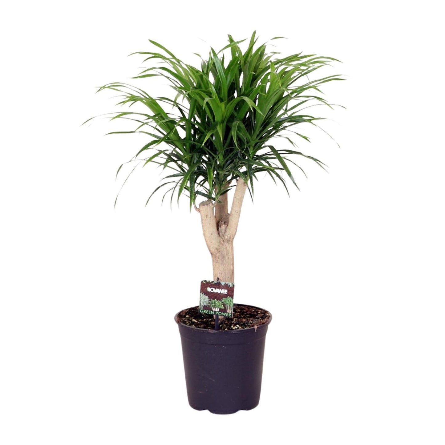 Dracaena Reflexa Anita – Pflegeleichter Drachenbaum Ø21cm, 70cm hoch
