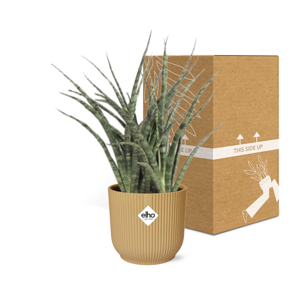 Sansevieria Fernwood Punk im ELHO Vibes Fold 14cm Topf gelb
