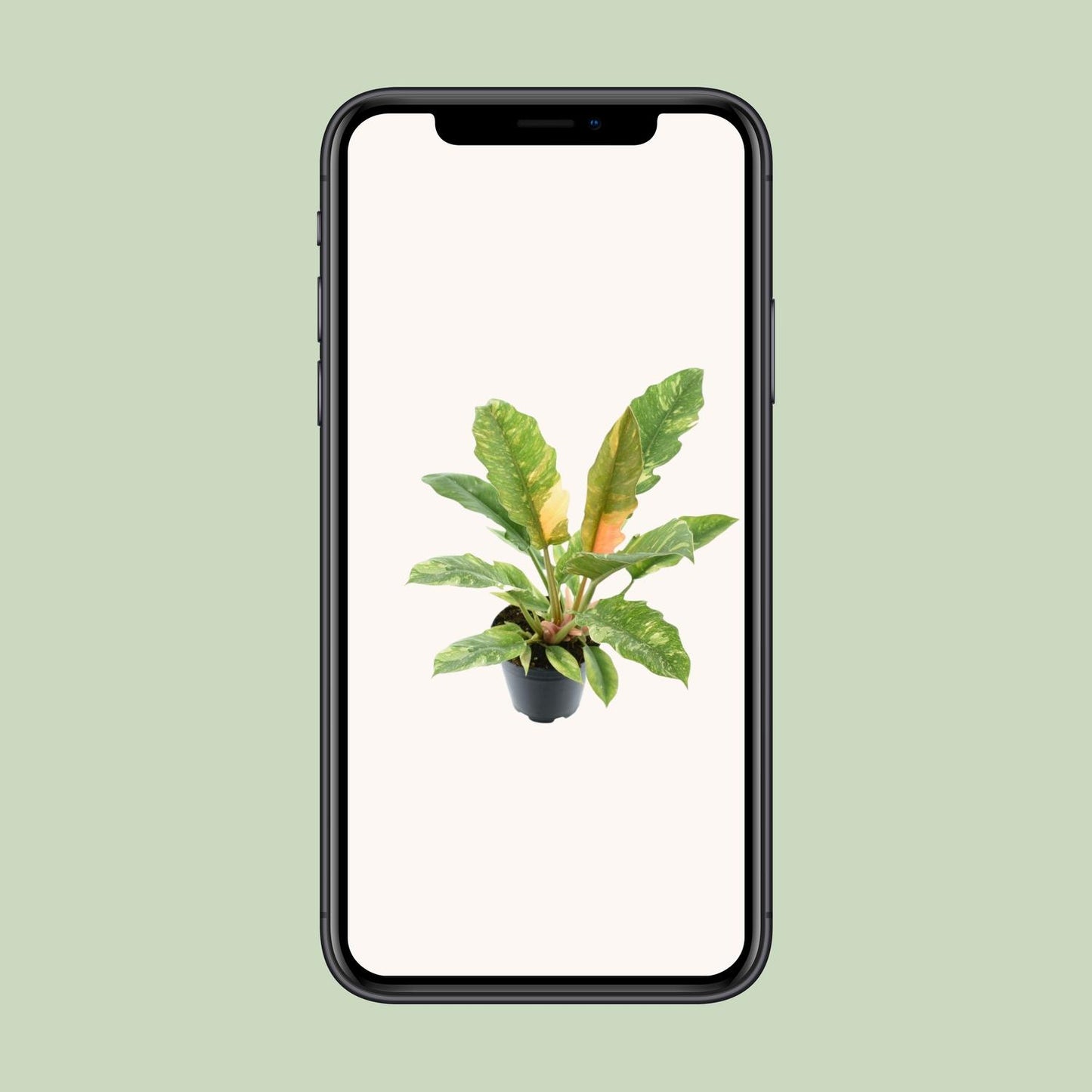 Philodendron Narrow 'Ring Of Fire' – Pflegeleichte Zimmerpflanze Ø14cm