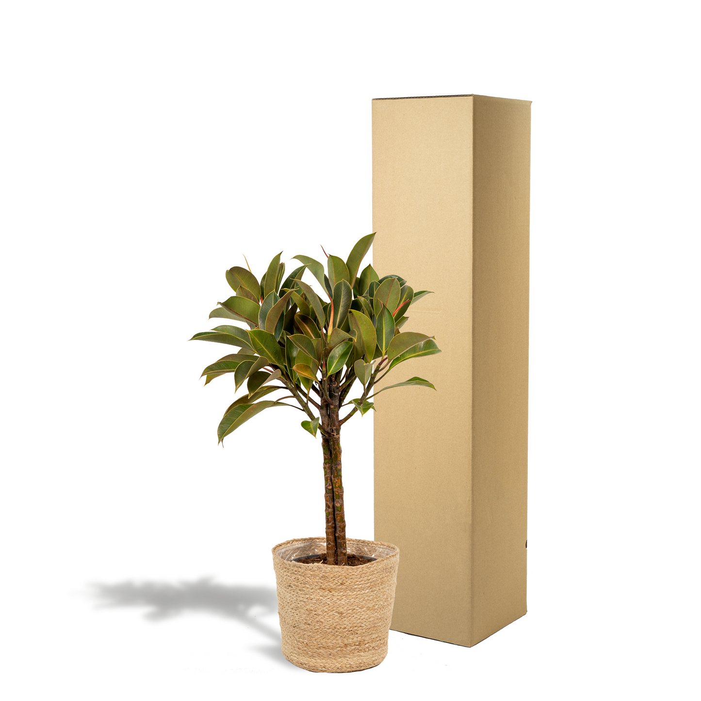 Ficus elastica Melany mit Körbchen – 90 cm, Ø 21 cm