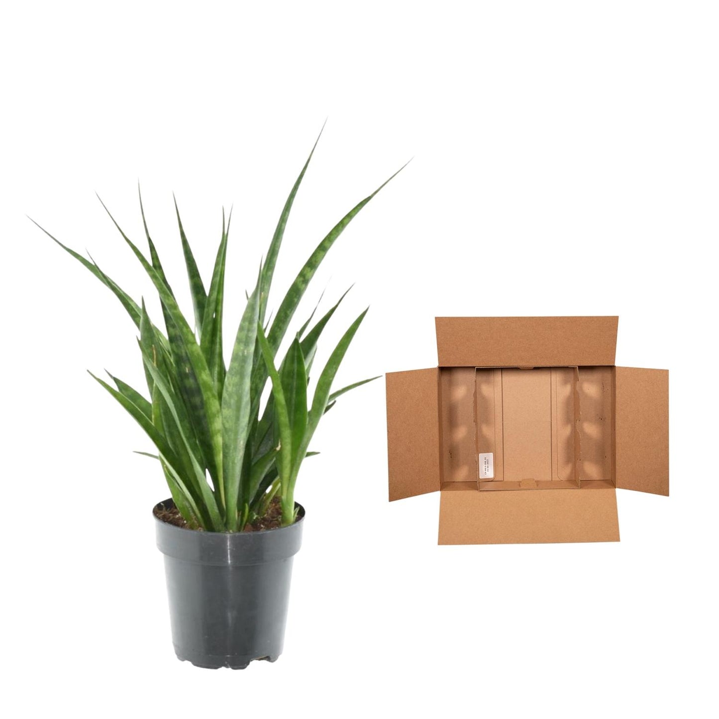 Sansevieria kirkii 'Friends' – Pflegeleichter Bogenhanf 38 cm