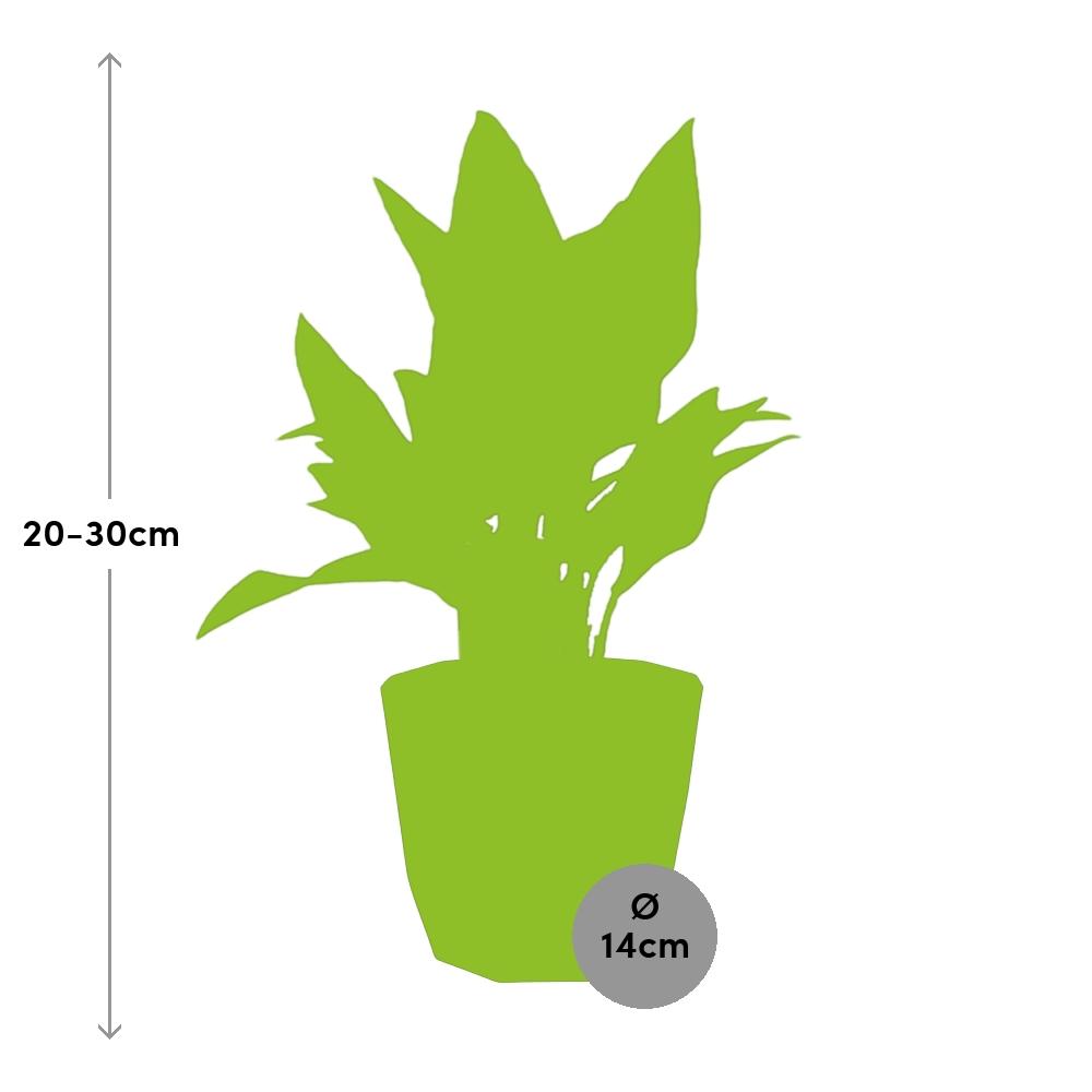 Aglaonema Maria – Pflegeleichte Zimmerpflanze im schwarzen Topf
