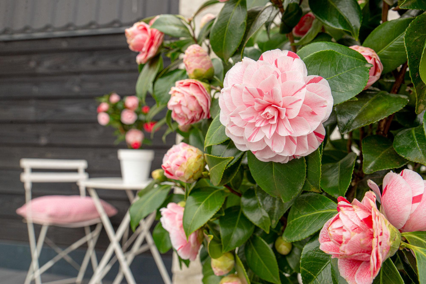 Camellia japonica Bonomiana – Eleganter immergrüner Strauch Ø19cm
