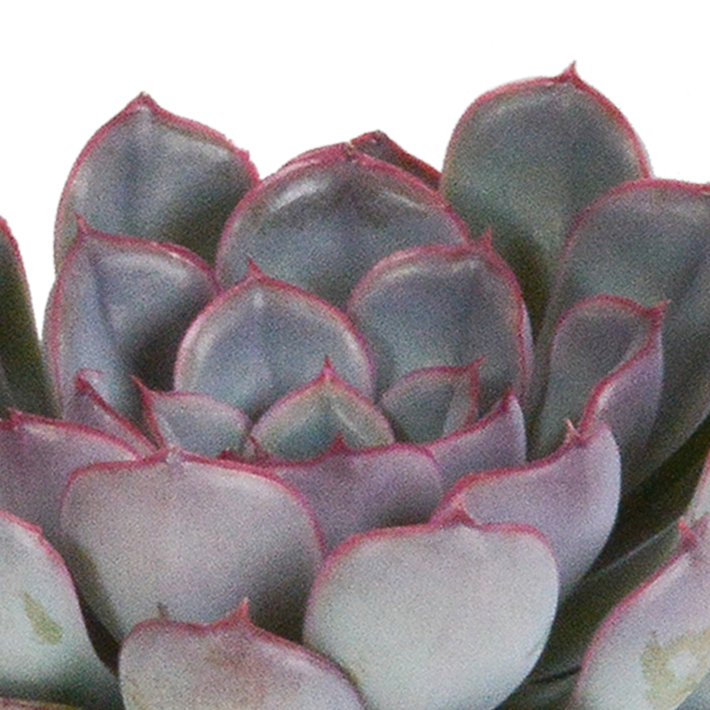 Echeveria-Mischung 3er-Set 8,5 cm ohne Topf