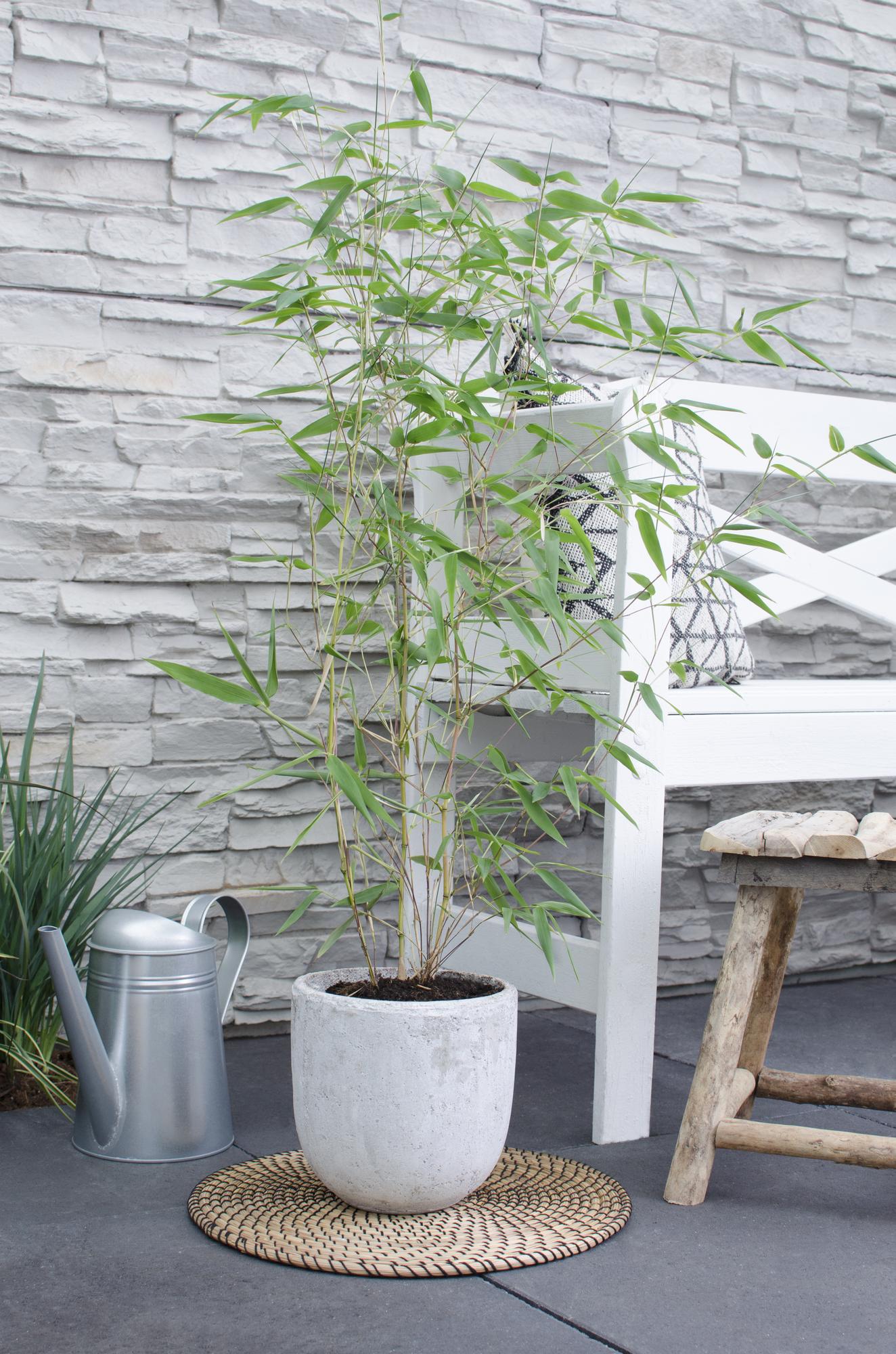 Phyllostachys 'Bissetii' Bambus – Ø14cm Topf, ca. 40cm hoch