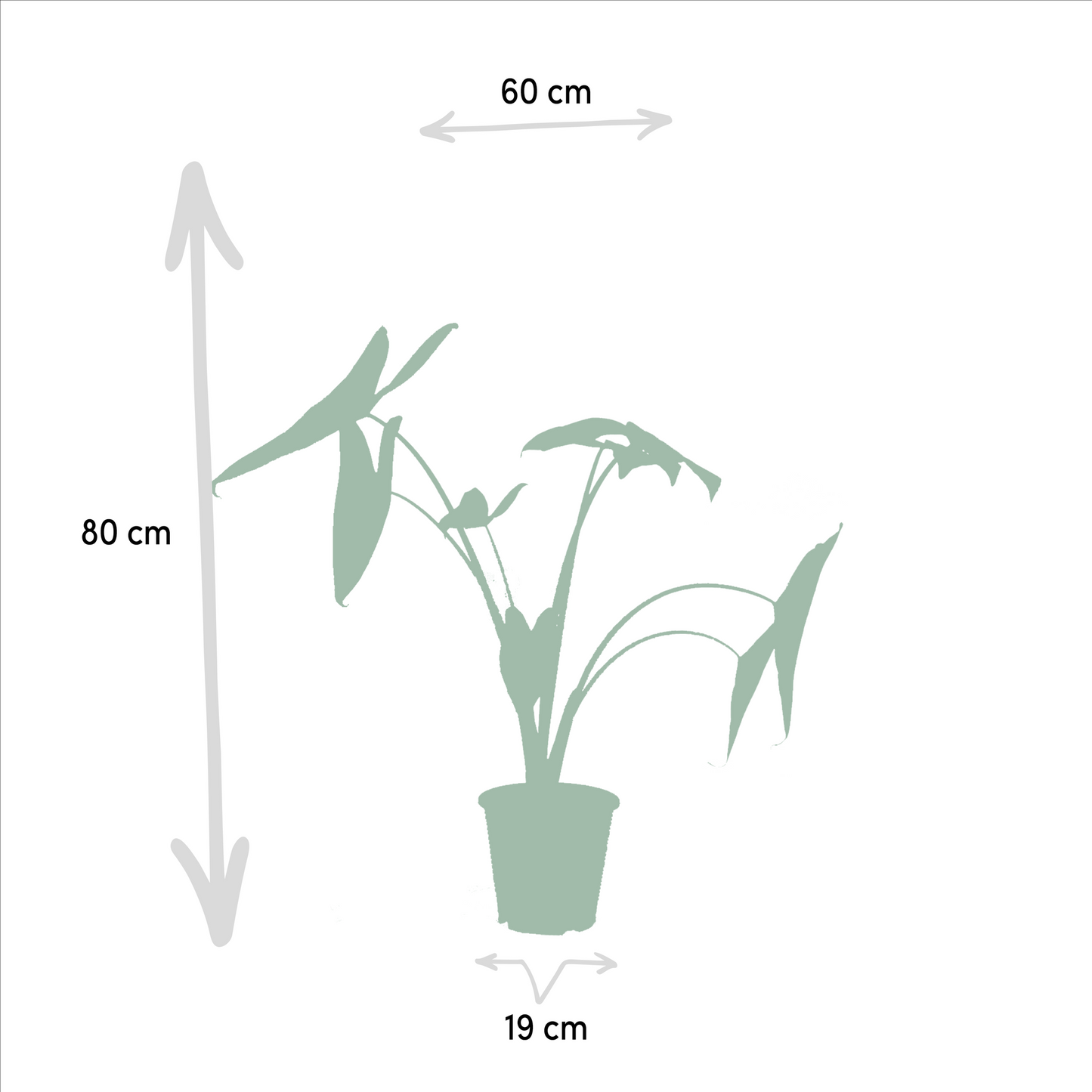 Exklusives Zimmerpflanzen-Set: Monstera, Alocasia & Strelitzia