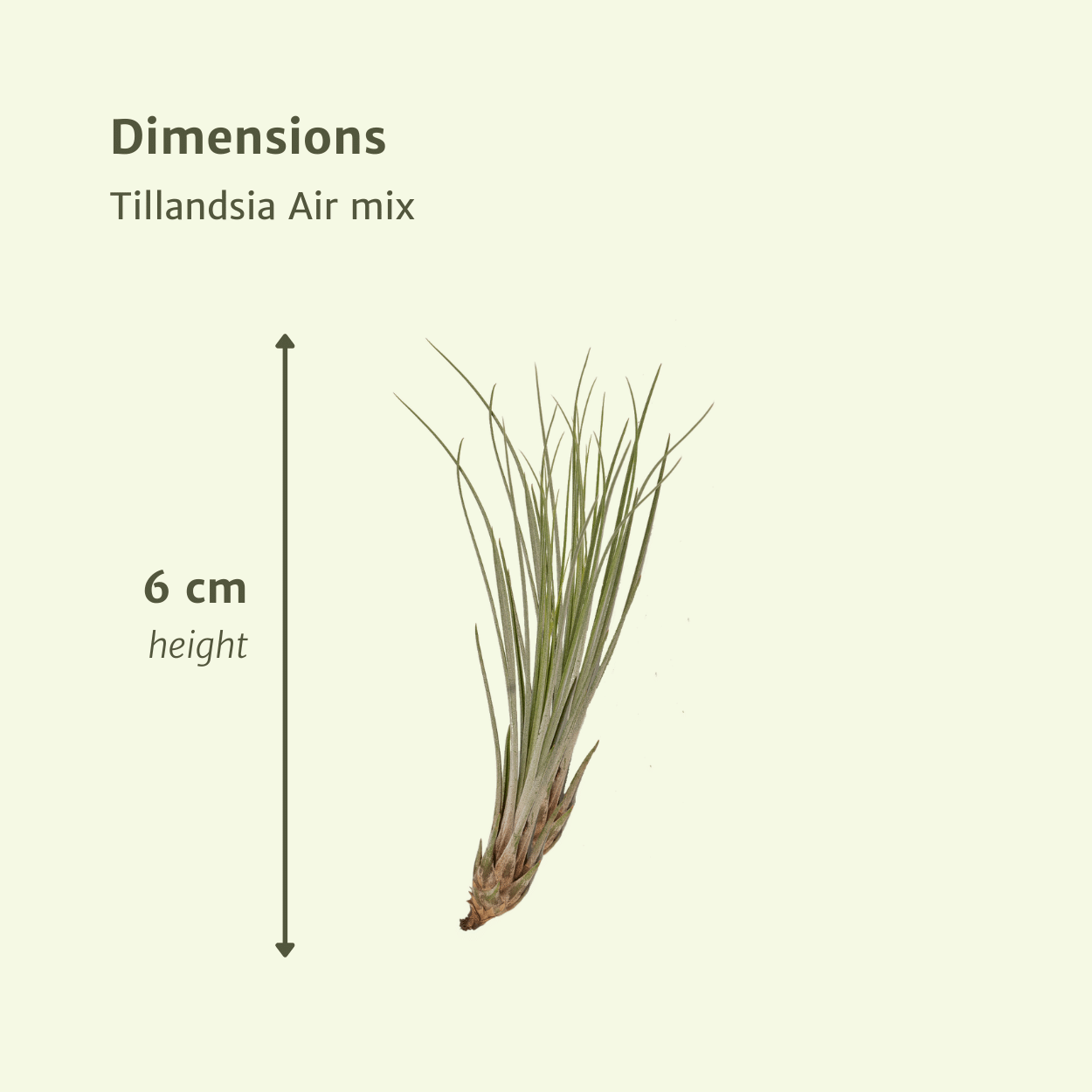 Everspring Tillandsia Air Mix – 5er Set Luftpflanzen Ø6 cm