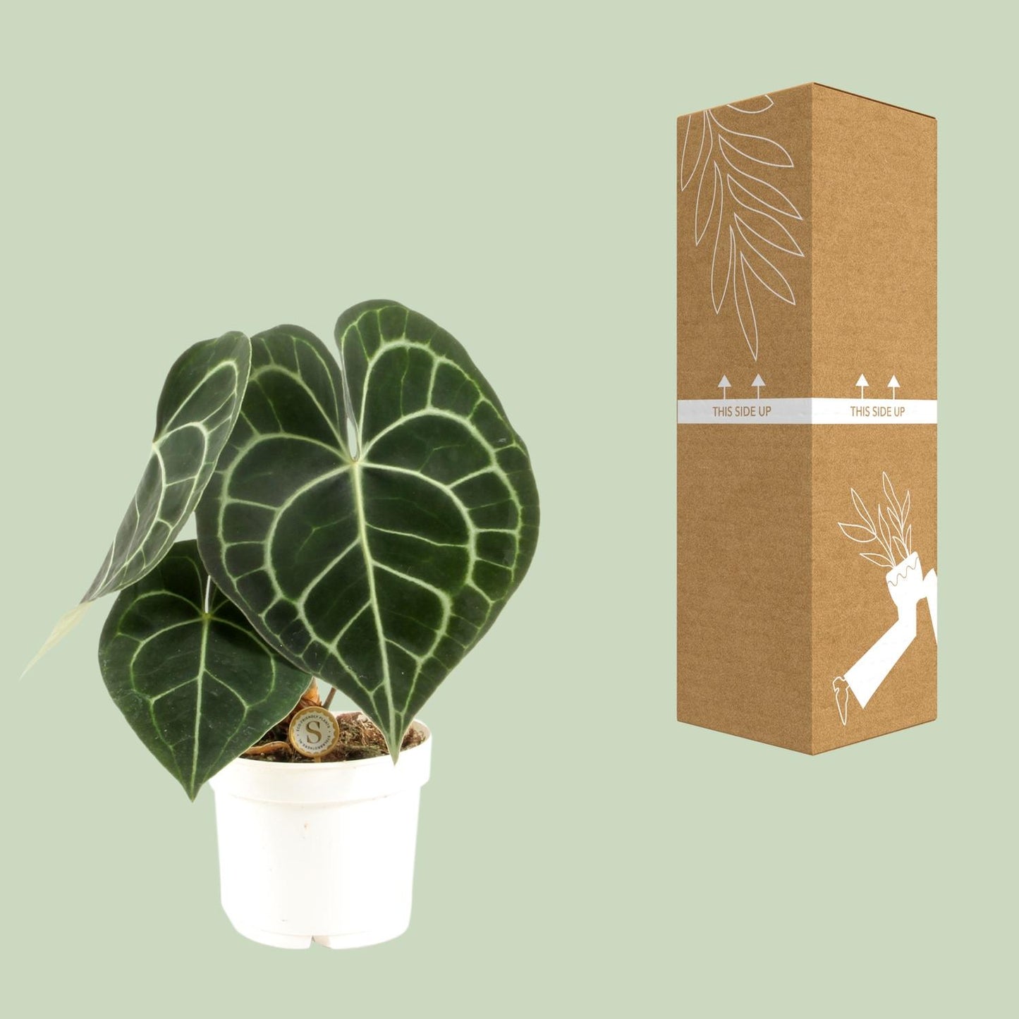 Anthurium Clarinervium – Pflegeleichte Eleganz Ø12cm