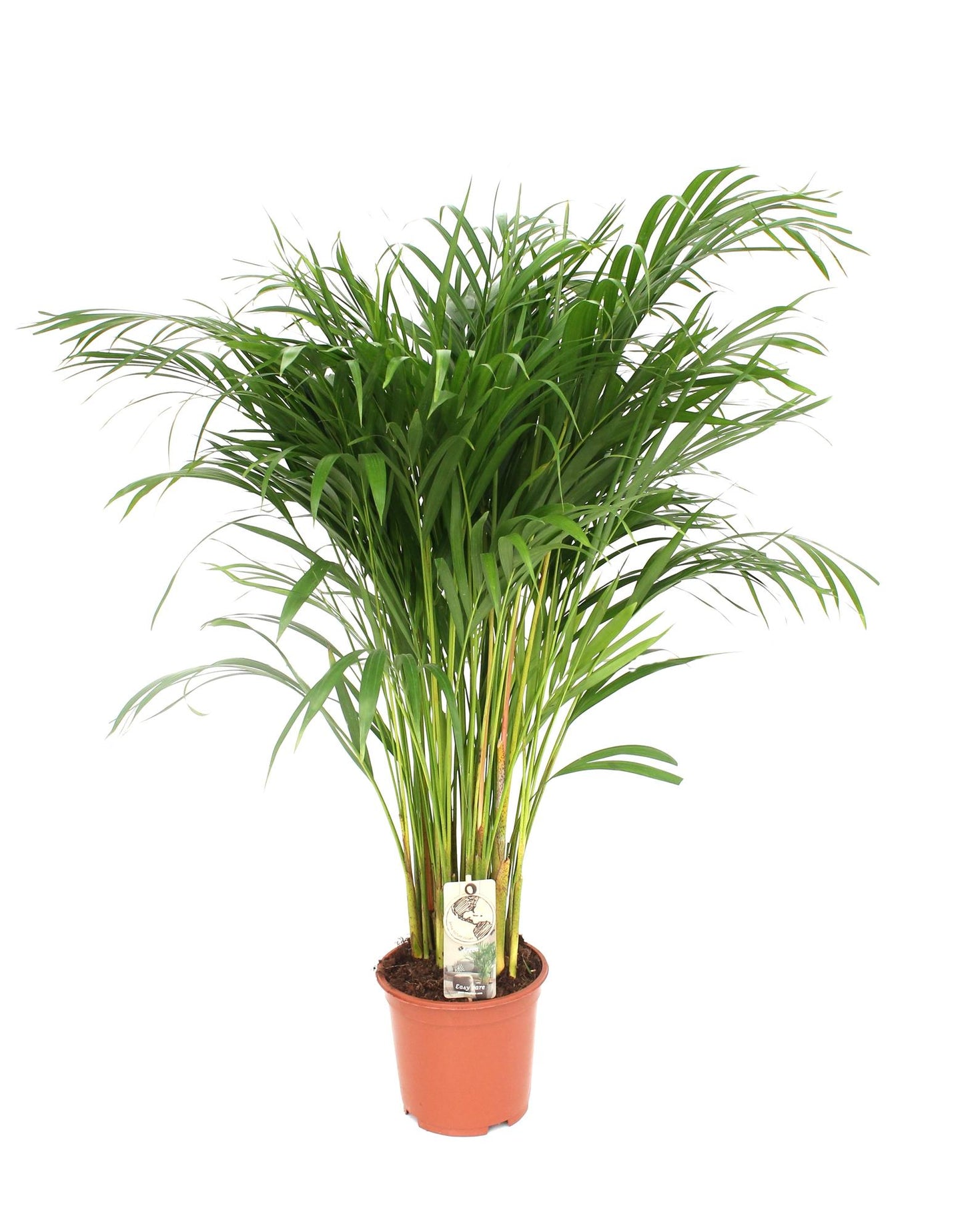 Dypsis Lutescens - Areca Palme Ø21cm, ca. 110cm hoch