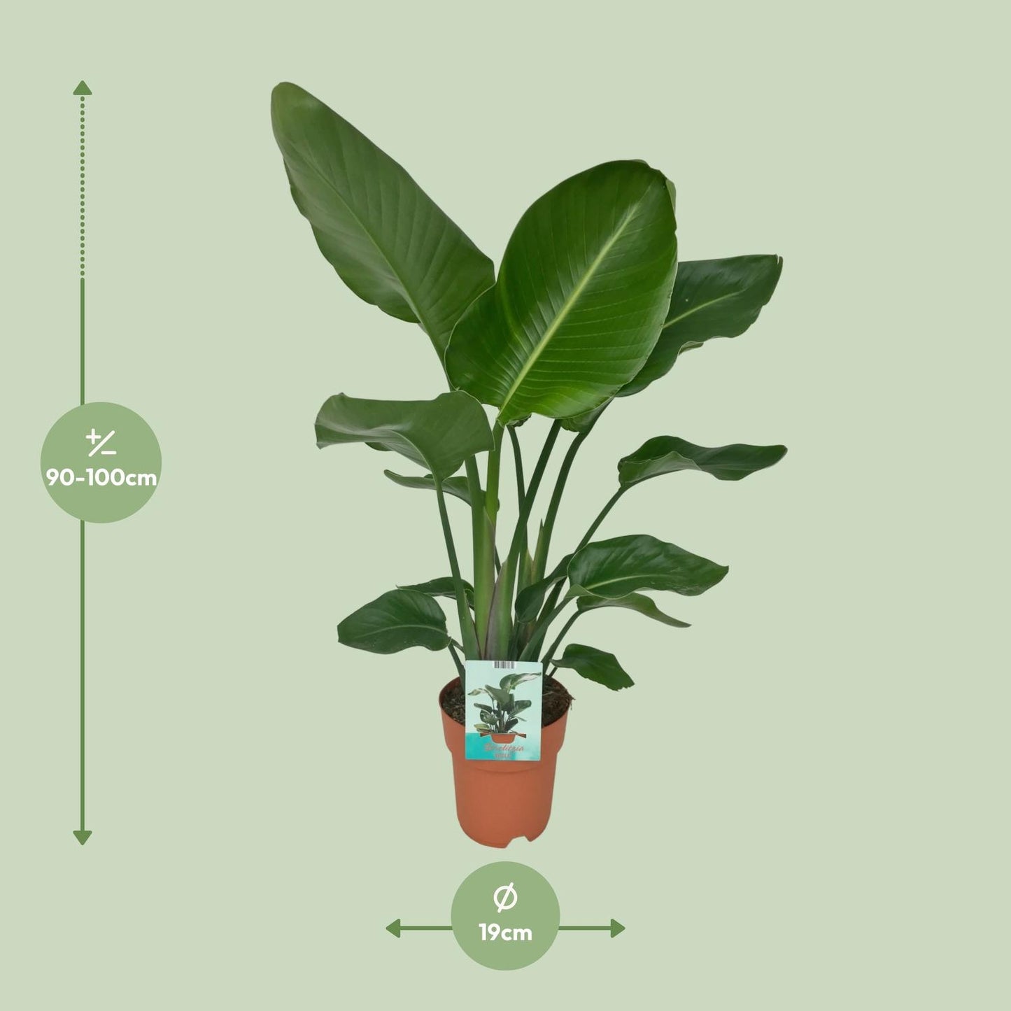 Strelitzia Nicolai – Paradiesvogelpflanze Ø19cm, Höhe 95cm