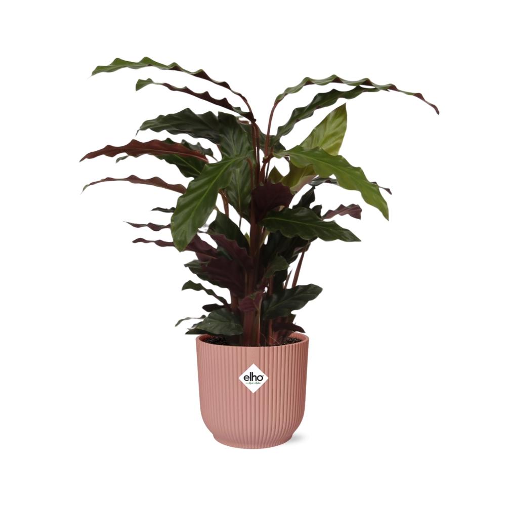 Calathea Rufibarba ‘Tropistar’ in ELHO Vibes Fold 14cm rosa