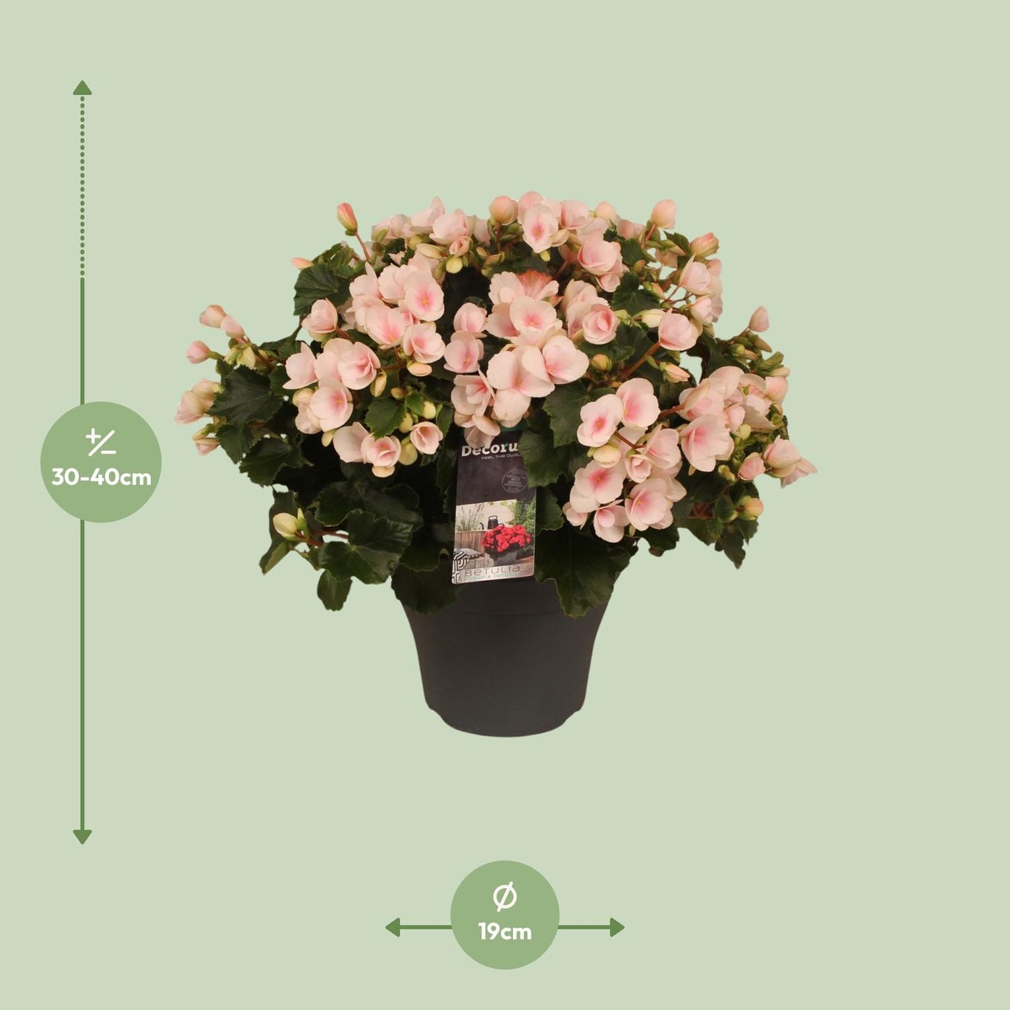 Begonie Betulia 'Light' – Pflegeleichte Zimmerpflanze mit Rosa Blüten