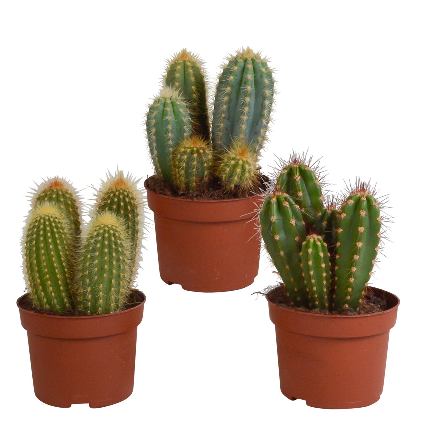 Cereus Kakteen Mischung 3er Set 10,5 cm Topf