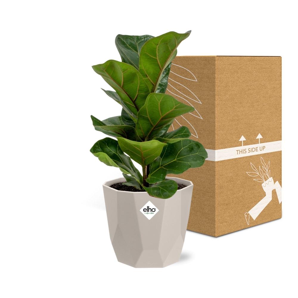 Ficus Lyrata ‘Bambino’ im ELHO b.for rock Topf 14 cm warm grey