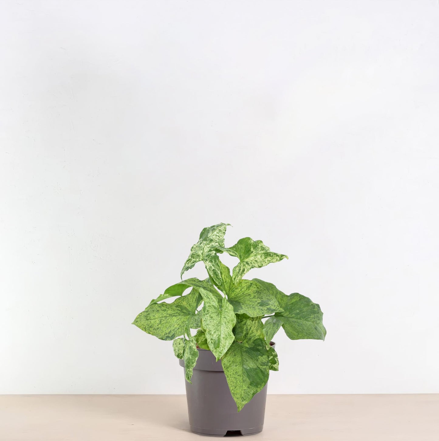 Syngonium Mottled – Pflegeleichte Kletterpflanze 25 cm