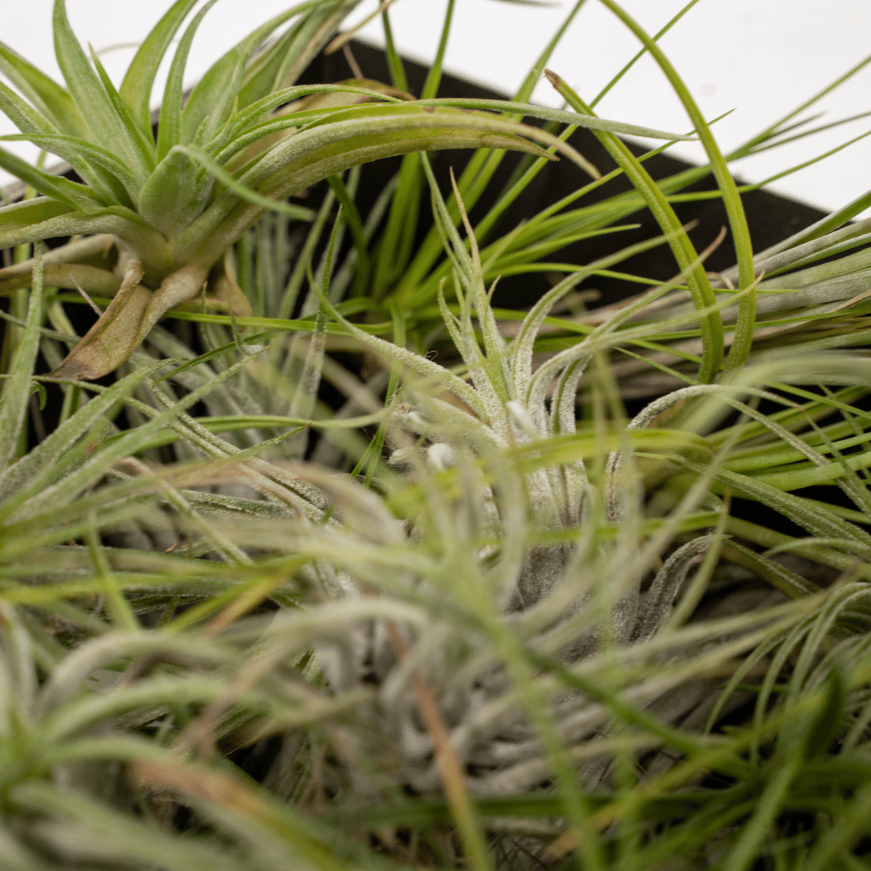 Everspring Tillandsia Air Mix – 5er Set Luftpflanzen Ø6 cm