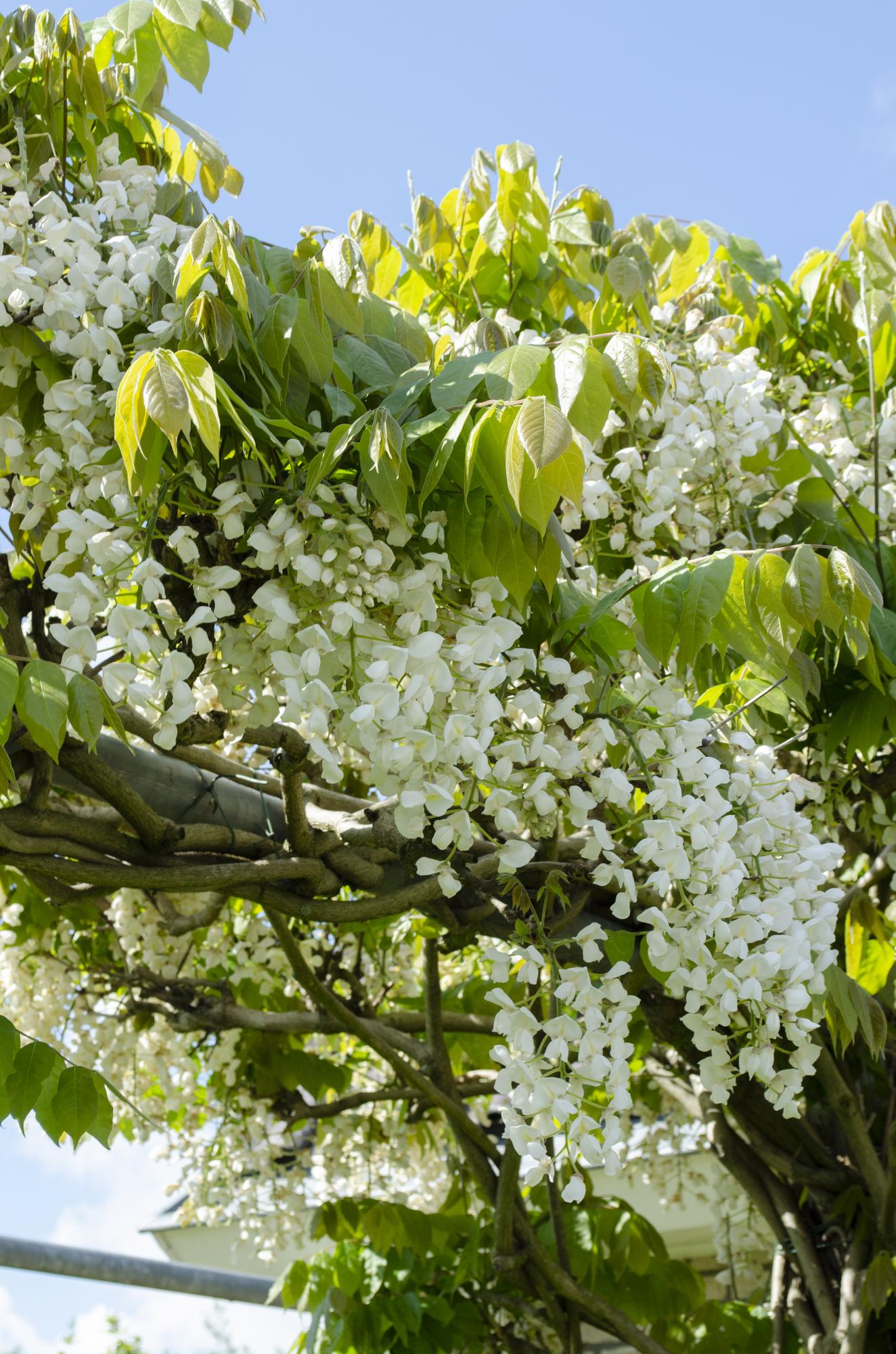 2x Wisteria floribunda 'Longissima Alba' – Weißer Regen, Ø15cm