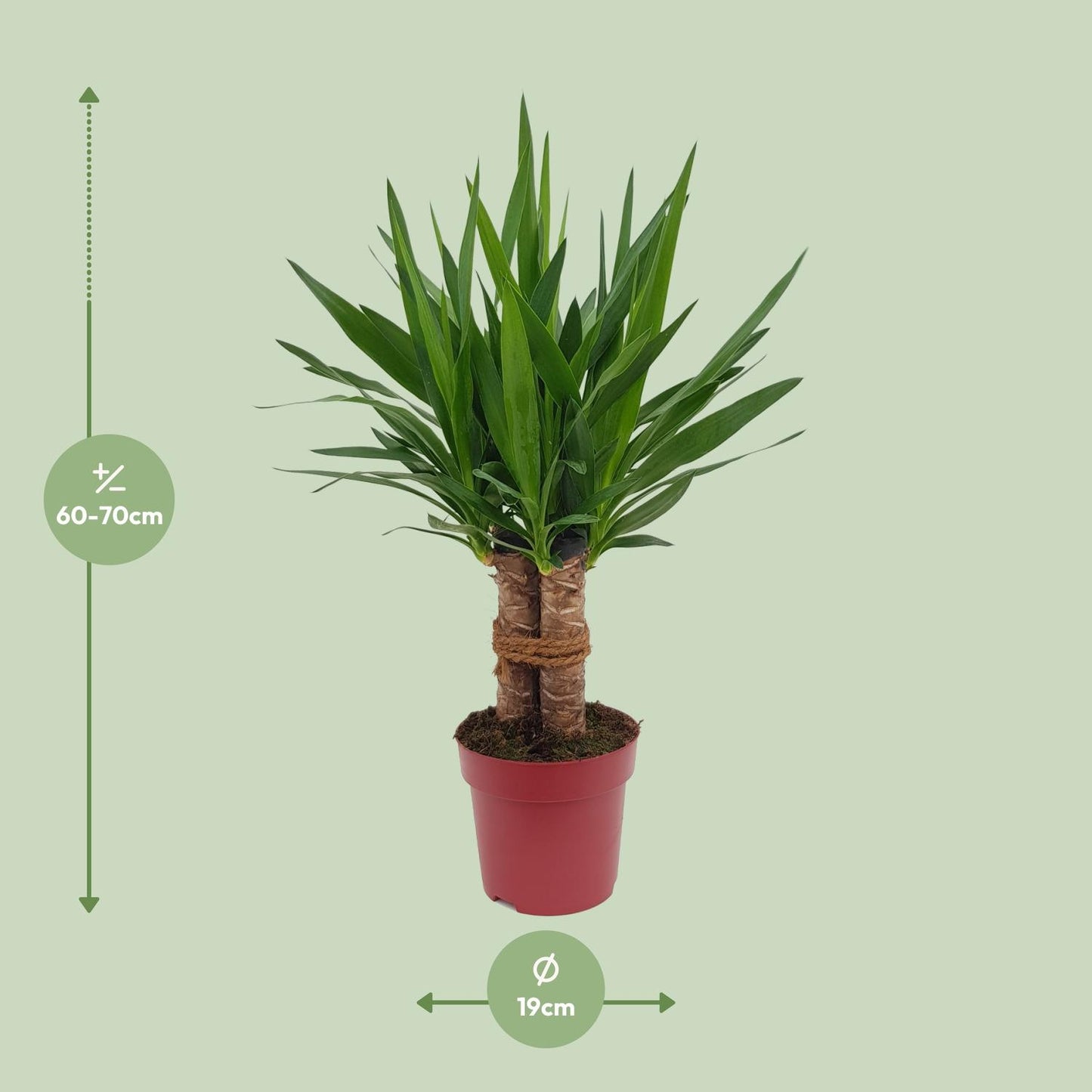 Yucca „Tres Cañas“ – pflegeleichte Zimmerpflanze Ø19cm, 70cm hoch