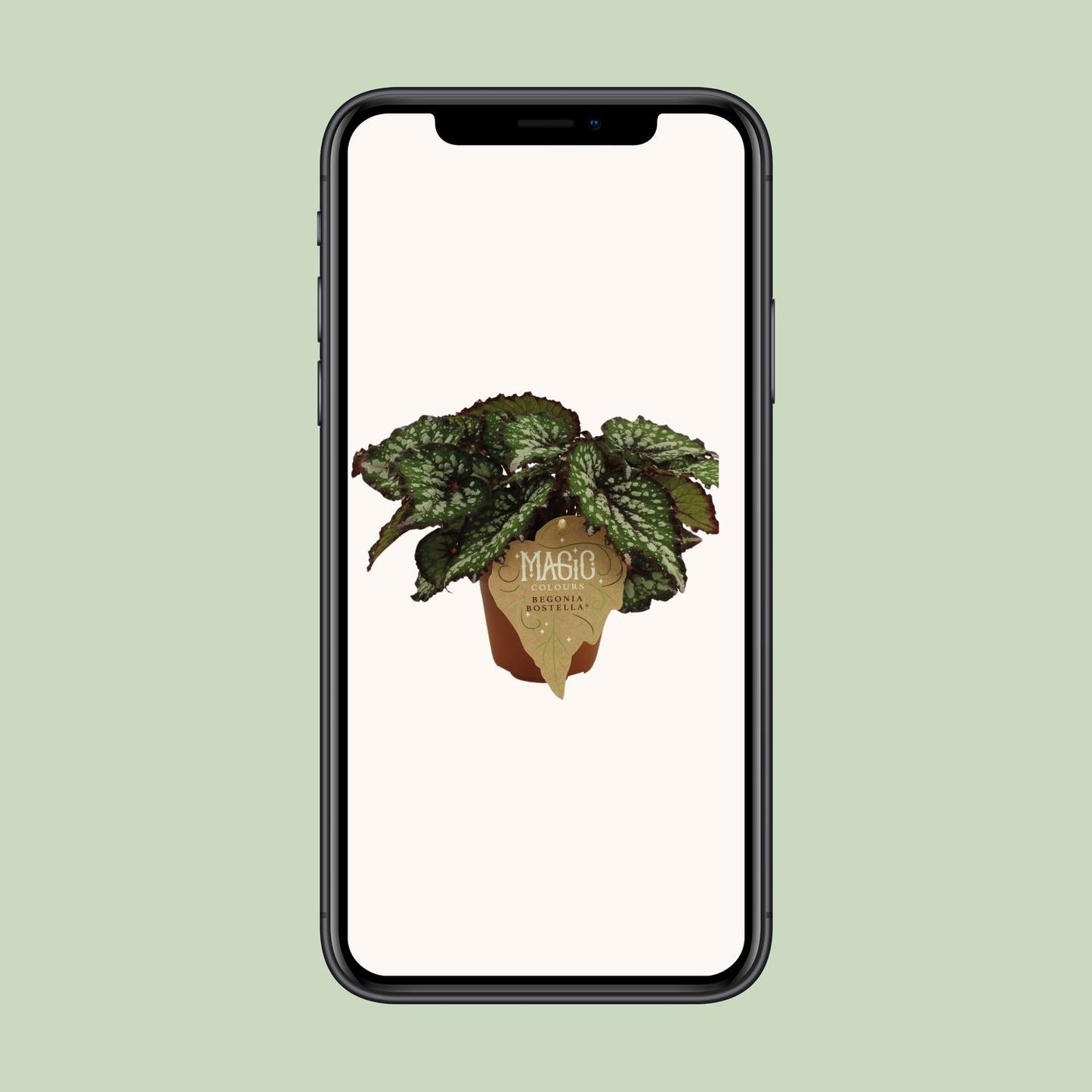 Begonia Rex Bostella – Pflegeleichte Farbpracht Ø12 cm