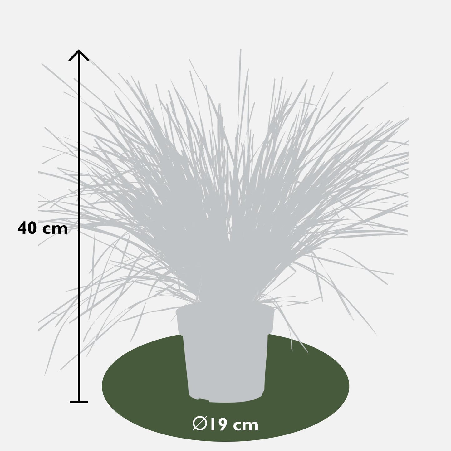 Lomandra longifolia 'White Sands' – pflegeleichte Terrassenpflanze Ø19cm