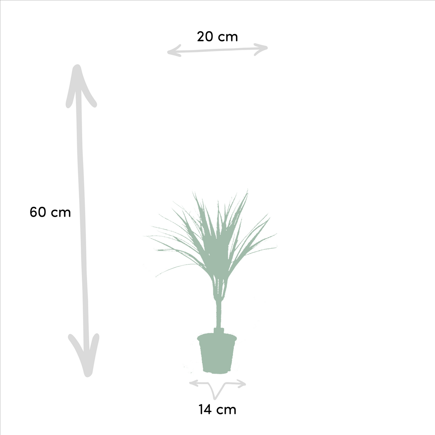 2x Dracaena (Drachenbaum) – Ø14cm, 60cm Höhe
