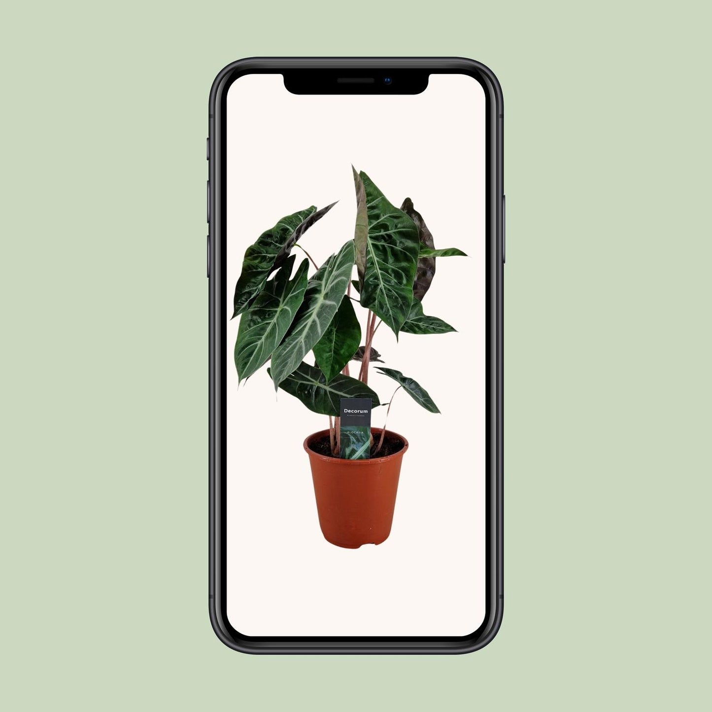 Alocasia Pink Dragon – Pflegeleichte Zimmerpflanze Ø19cm