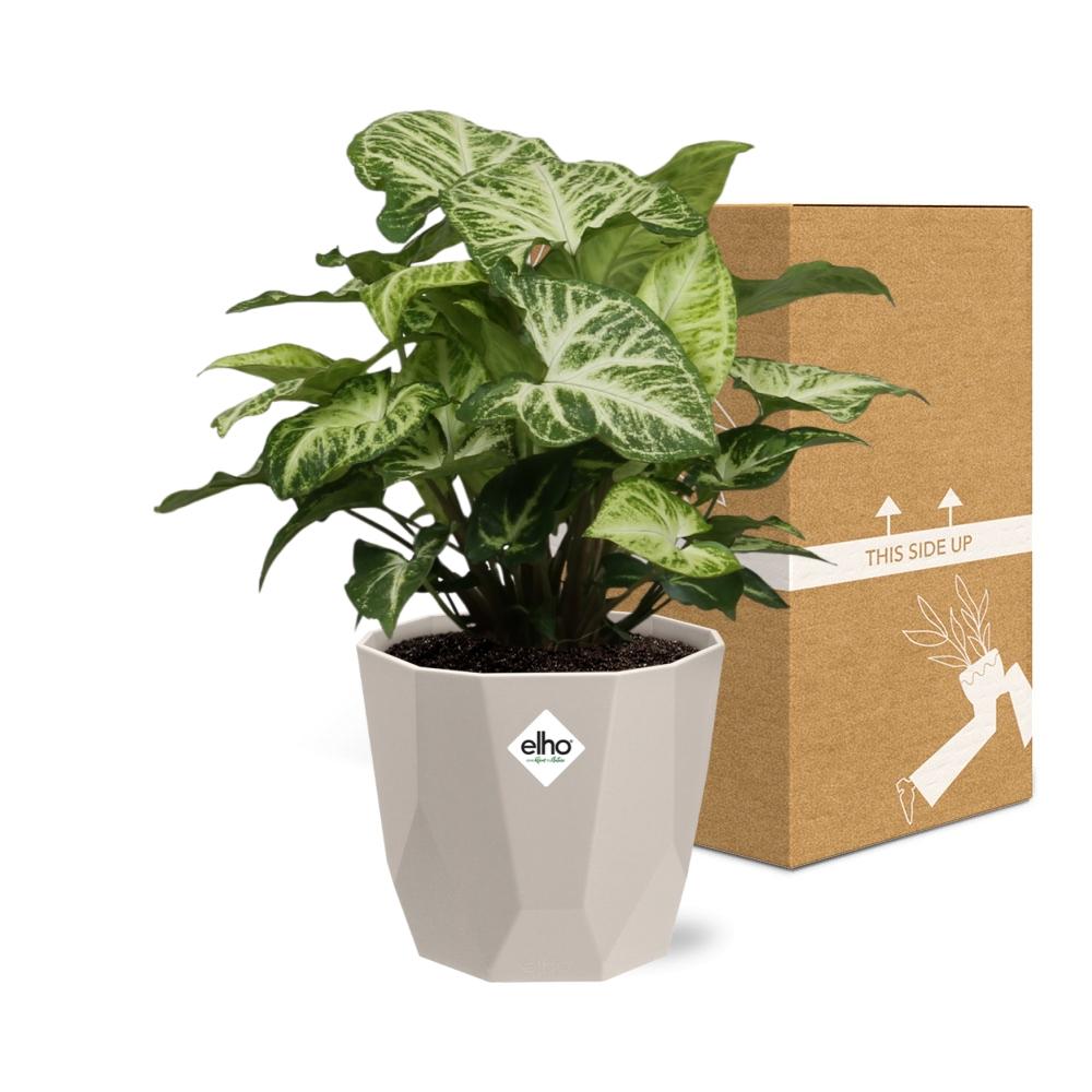 Syngonium Arrow – Pflegeleichte Pfeilblattpflanze im ELHO b.for rock 14 cm Topf