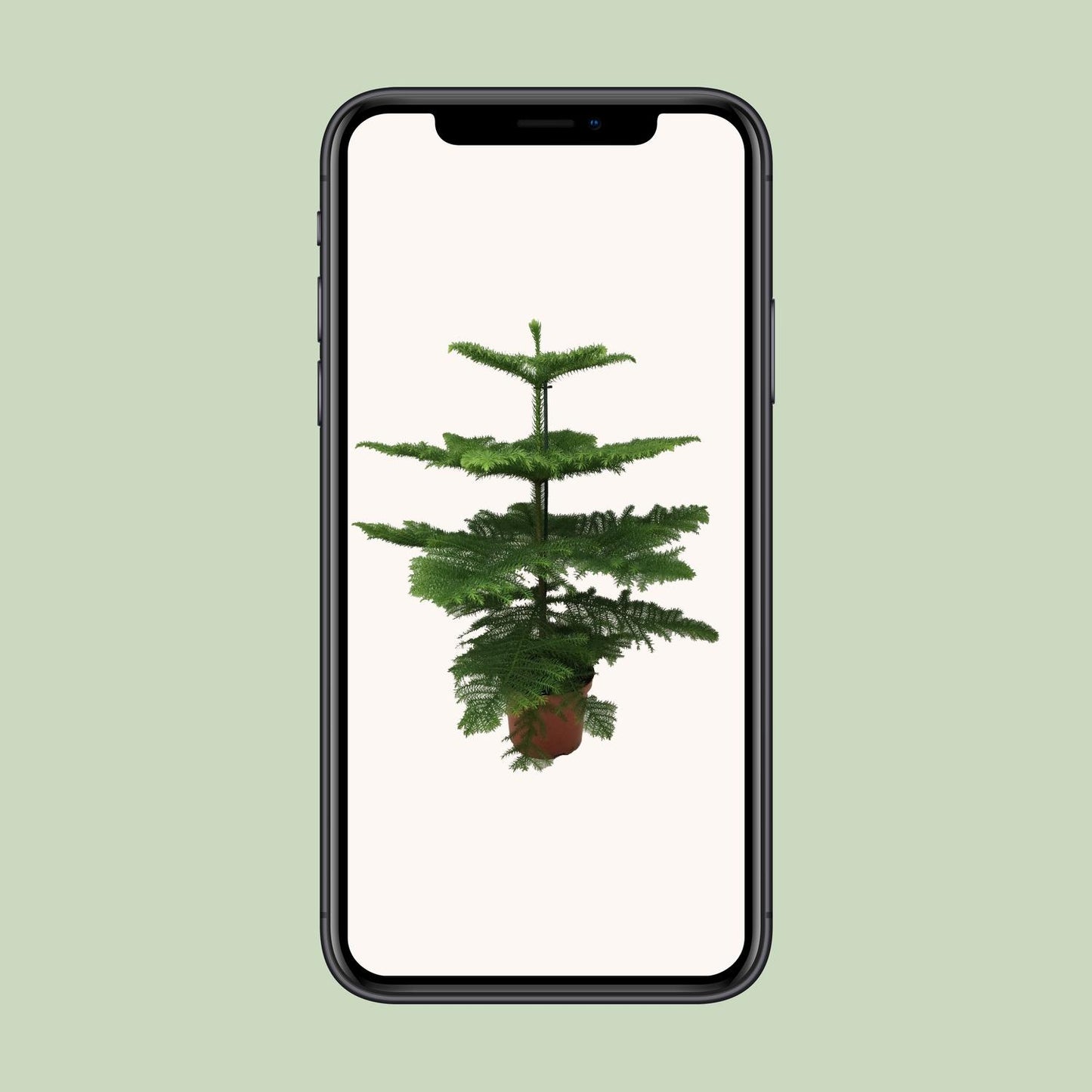 Araucaria Heterophylla – Majestätische Zimmerpflanze Ø21cm