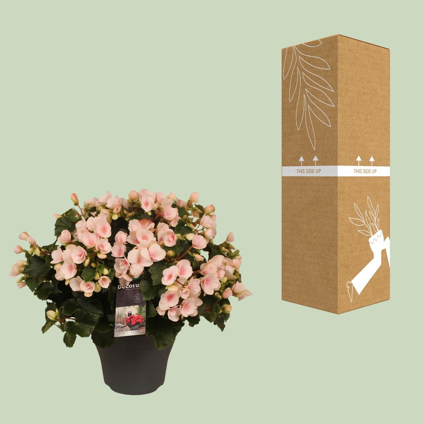 Begonie Betulia 'Light' – Pflegeleichte Zimmerpflanze mit Rosa Blüten