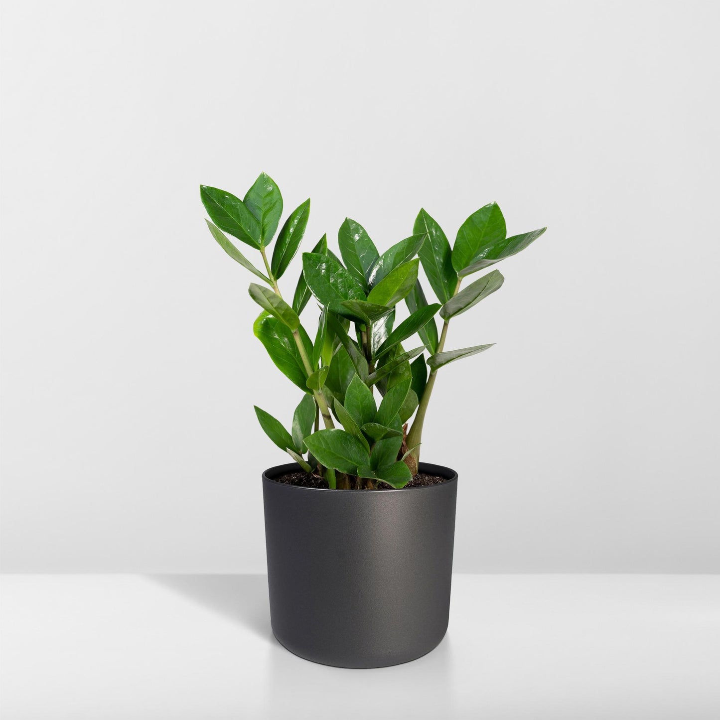 Zamioculcas – Pflegeleichte Zimmerpflanze Ø12cm, 35cm hoch