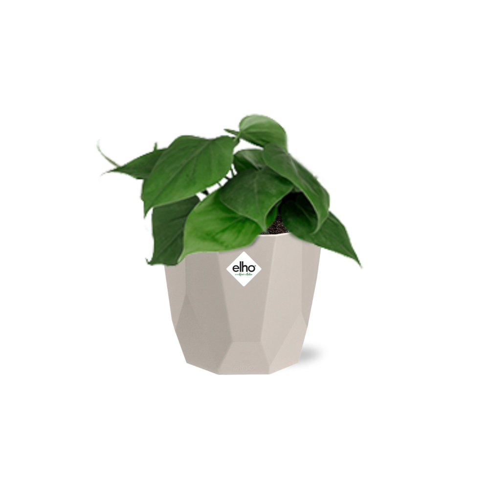 Philodendron Scandens im ELHO b.for rock 14 cm Topf warm grey