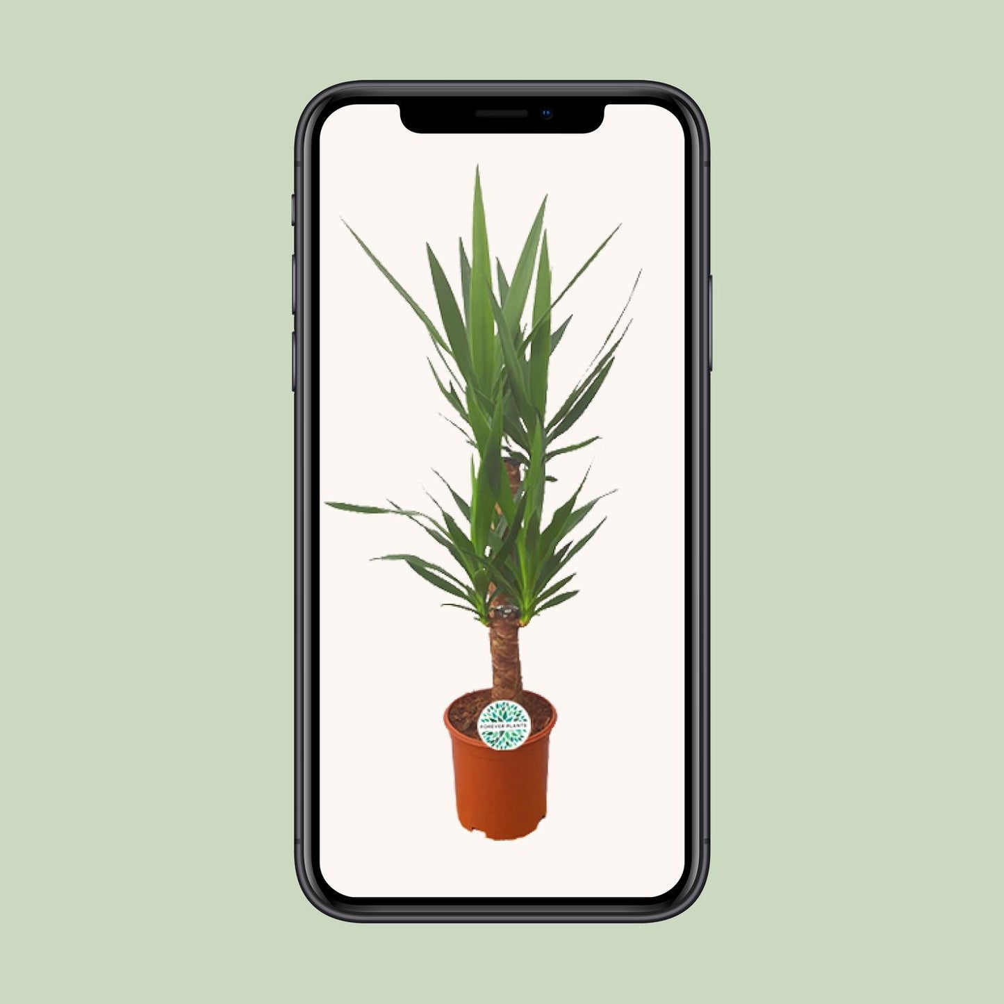Yucca – Pflegeleichte XXL-Palme Ø21cm, 90cm hoch