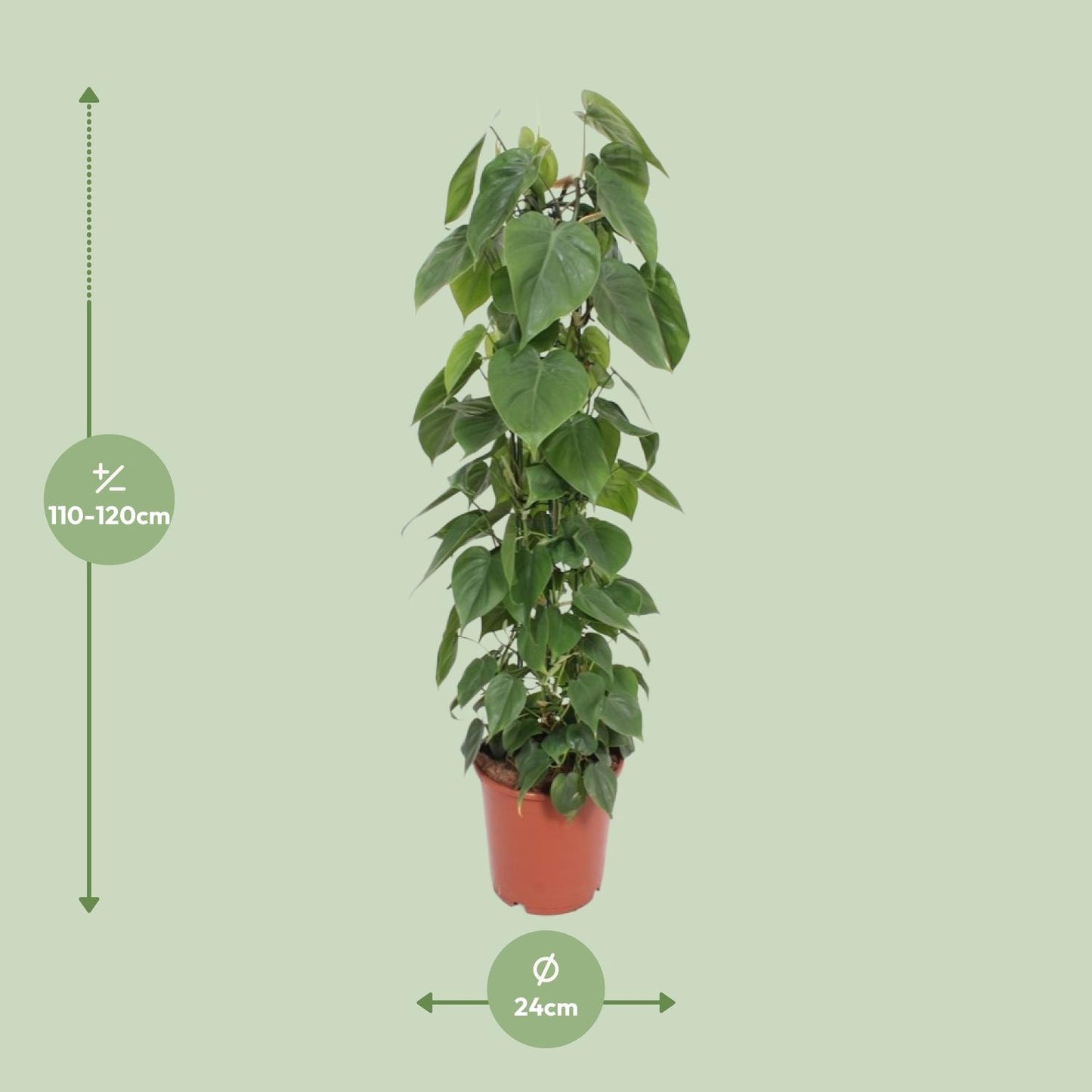 Philodendron Scandens – Pflegeleichte Kletterpflanze Ø24cm